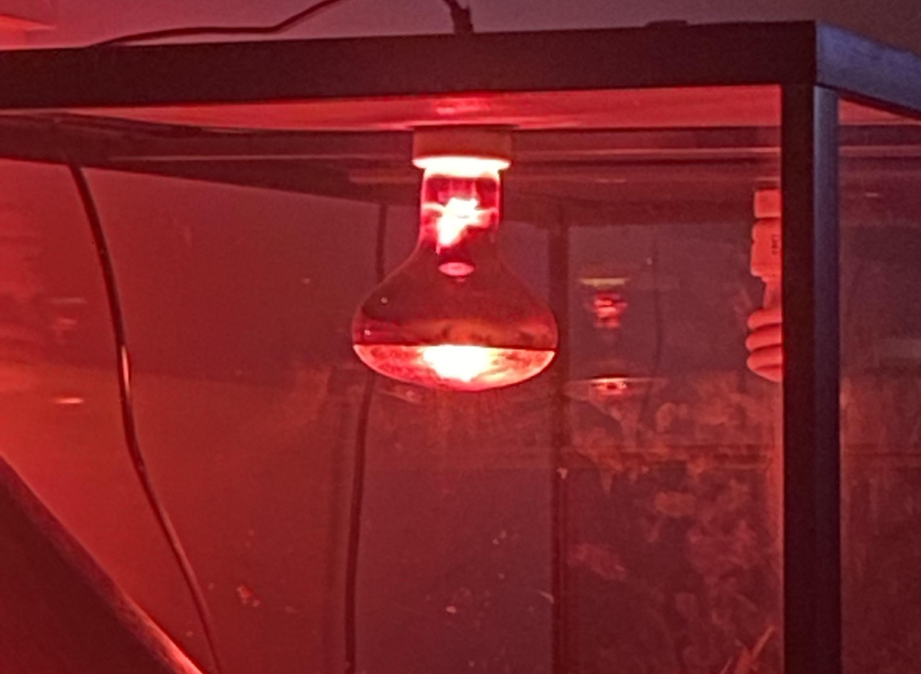 Hello, I have recently chosen to have a red heat lamp In my bearded