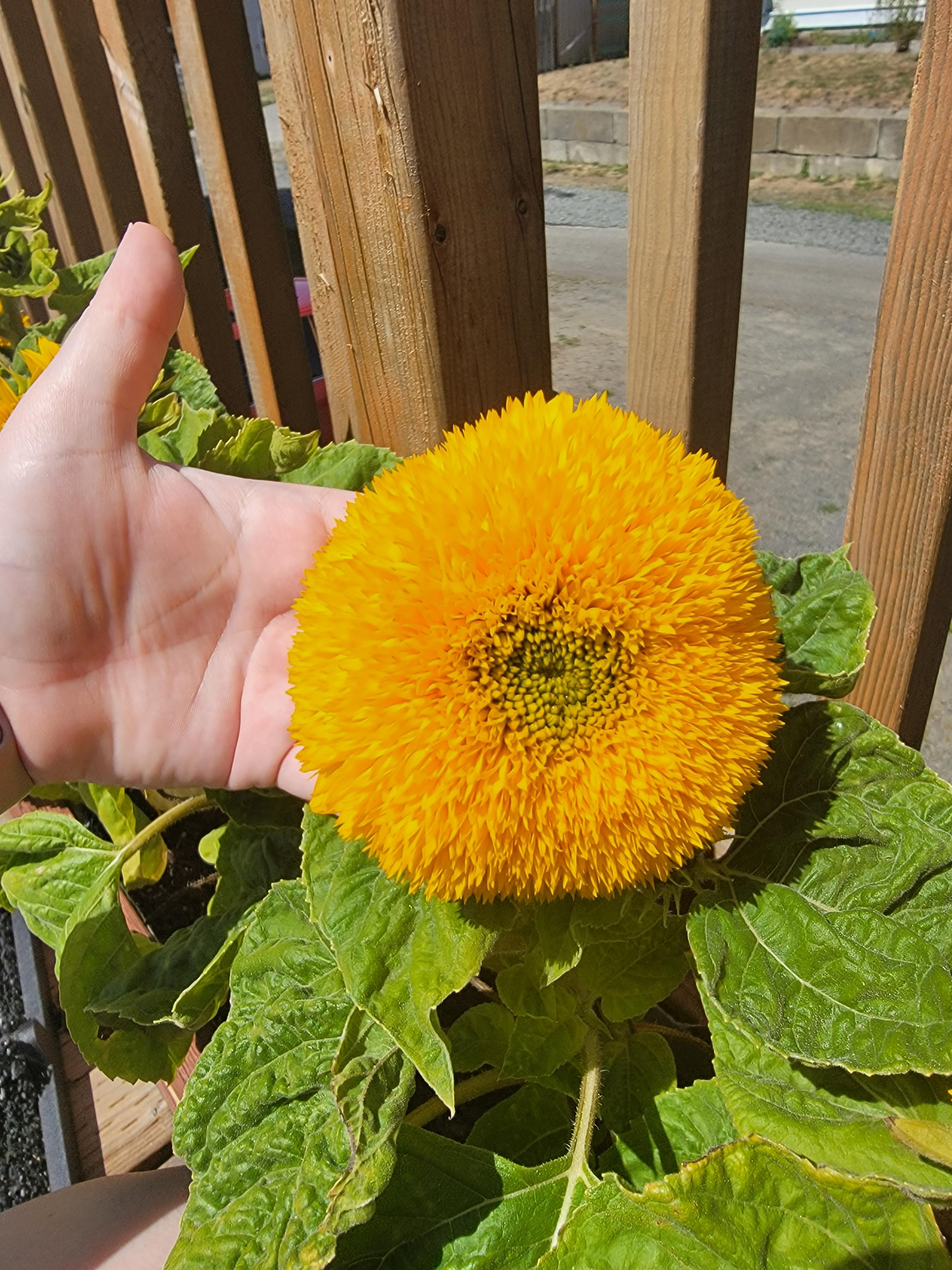 Caught this beautiful butterfly on our sunflowers. sunflowers