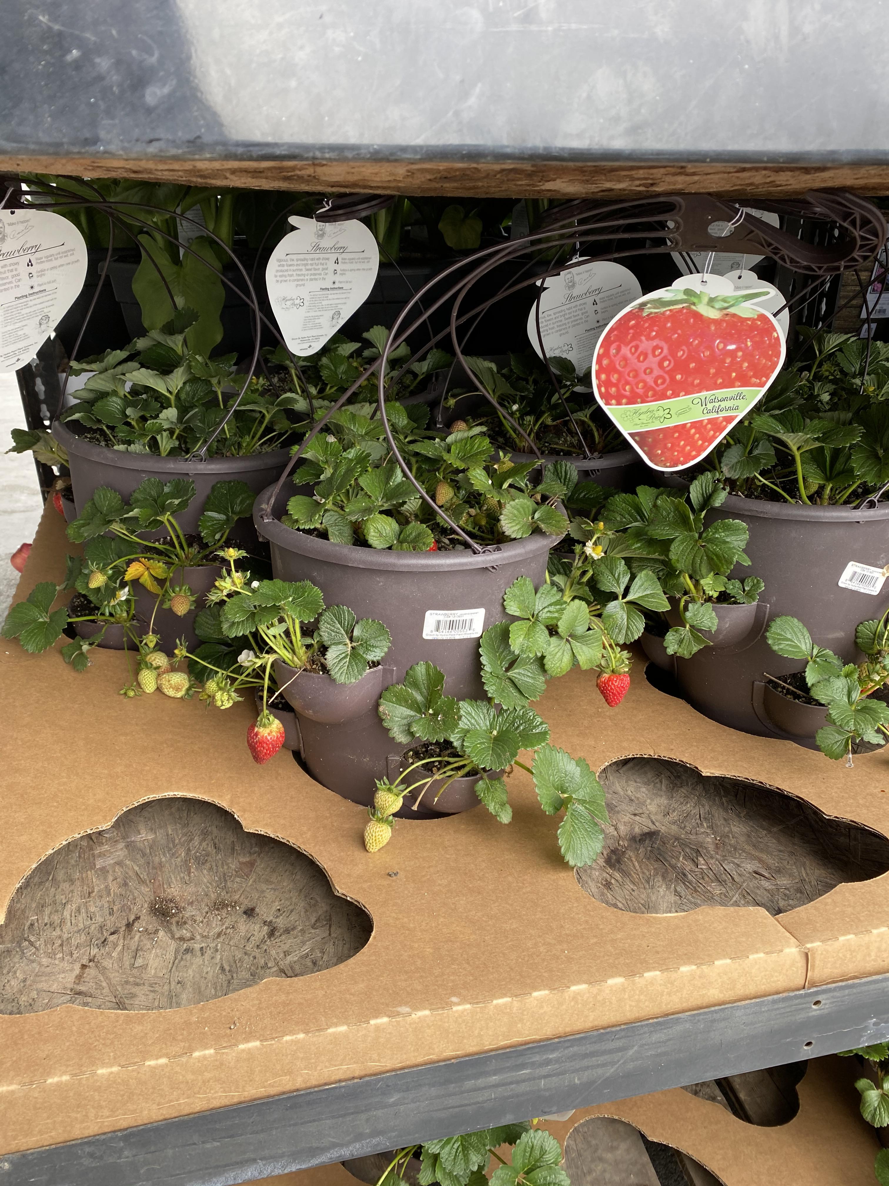 Interesting way to grow strawberries directions say you can take them