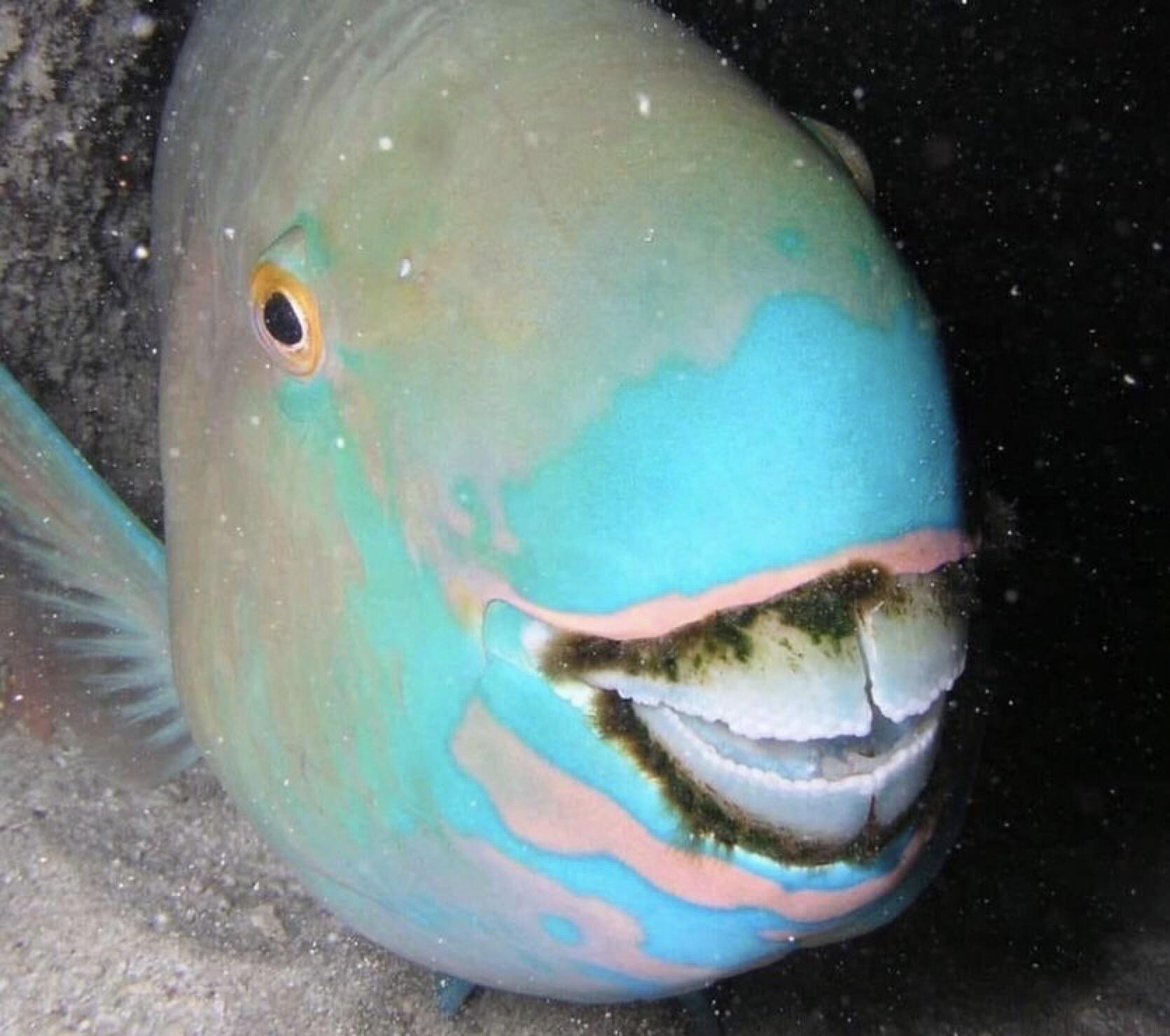 List 105+ Pictures Pictures Of Fish With Teeth Updated