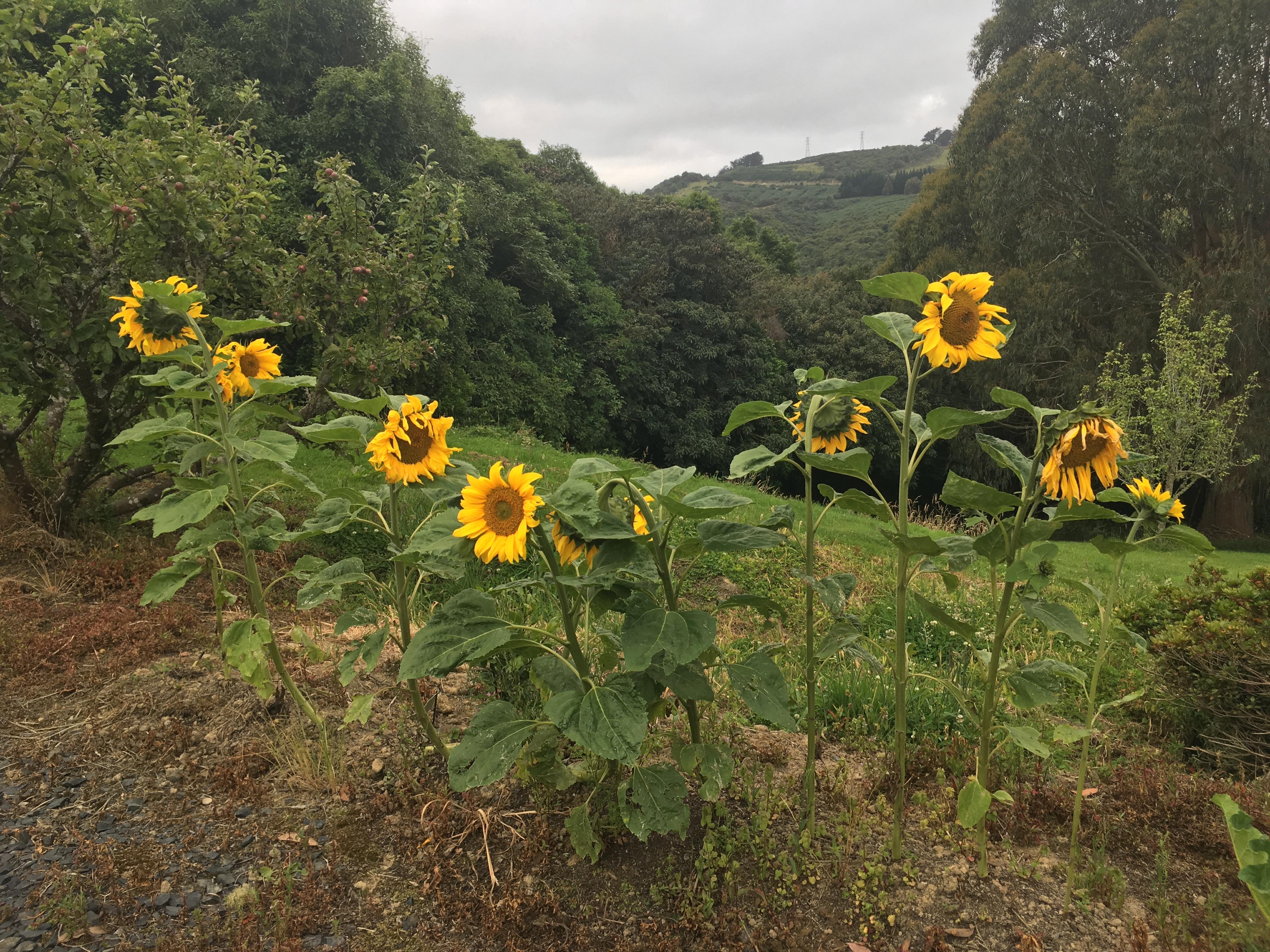 My sunflowers are facing different directions...hmm wonder why r/pics