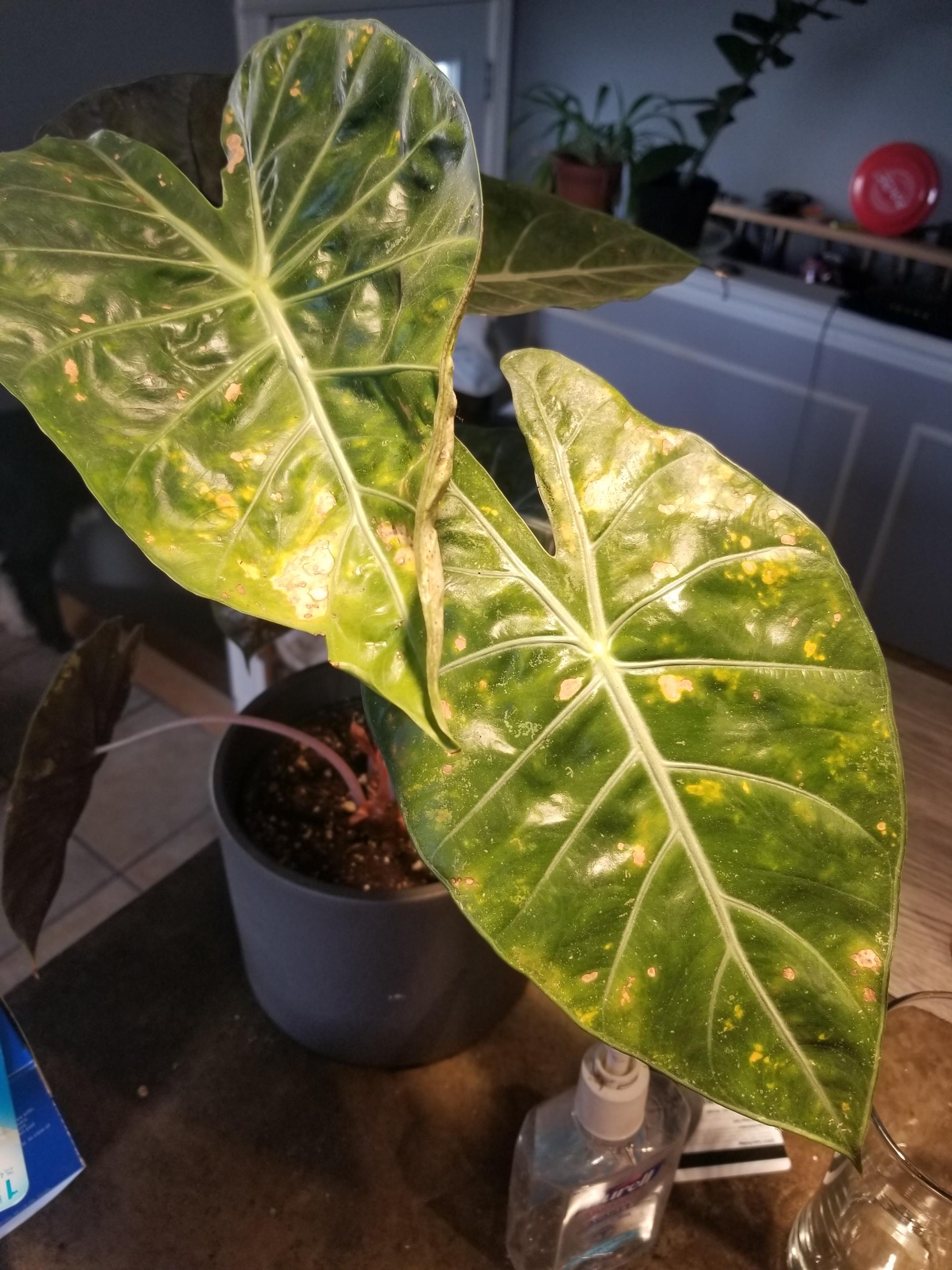 Pink princess. plantclinic