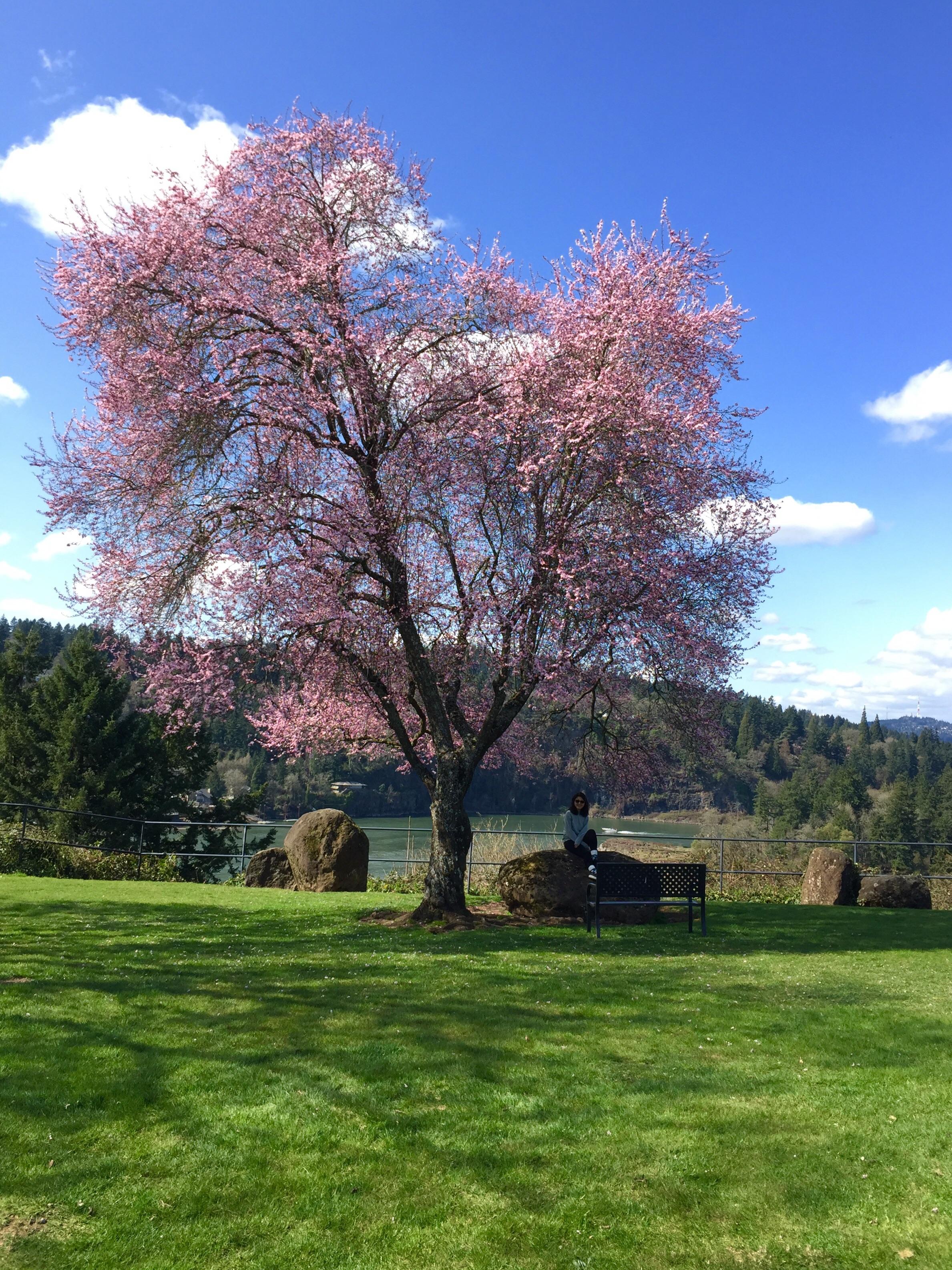 Today is perfect. Cherry blossoms 🌸 in bloom ) r/Portland