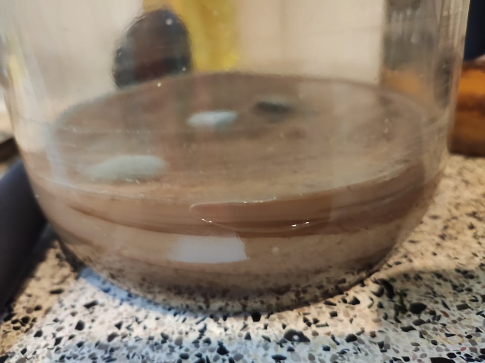 Is it possible to save the lower layers of this scoby? the top one got