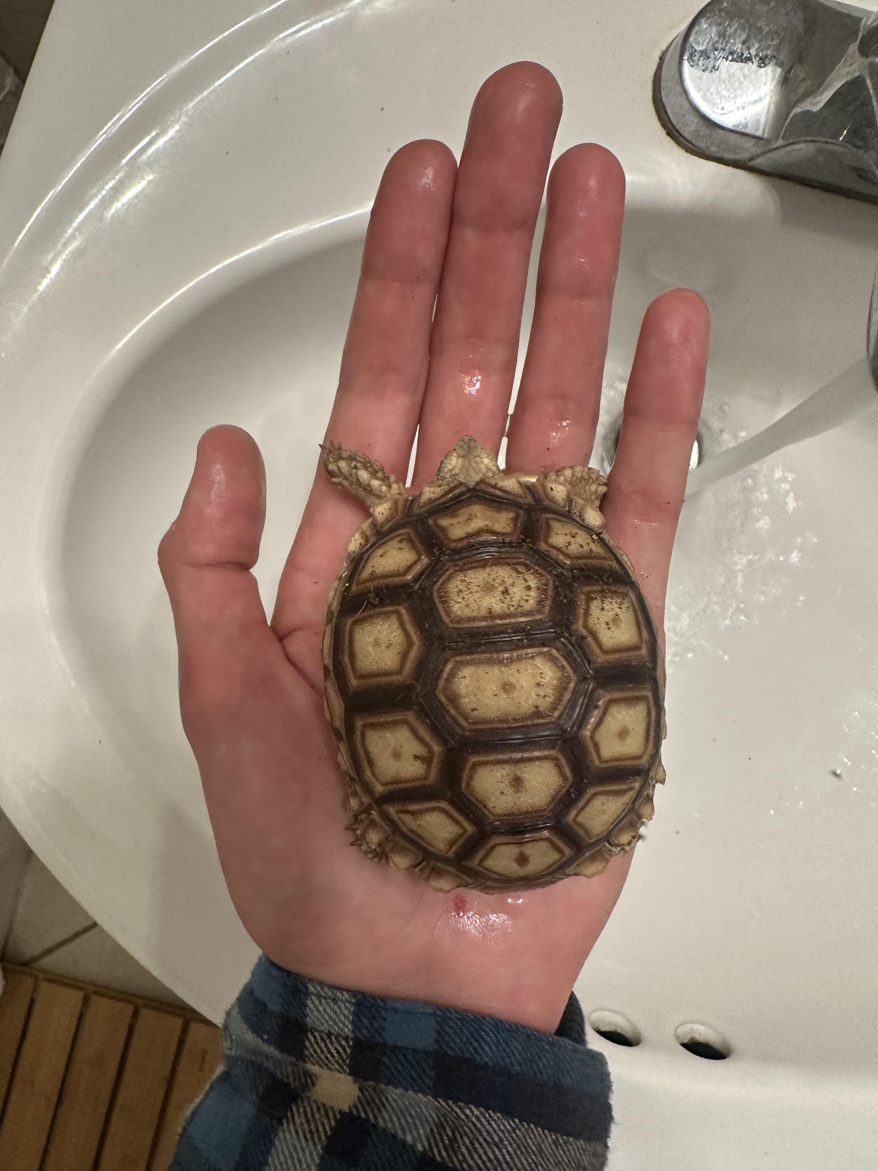 Does anyone have experience flying across country with your tortoise