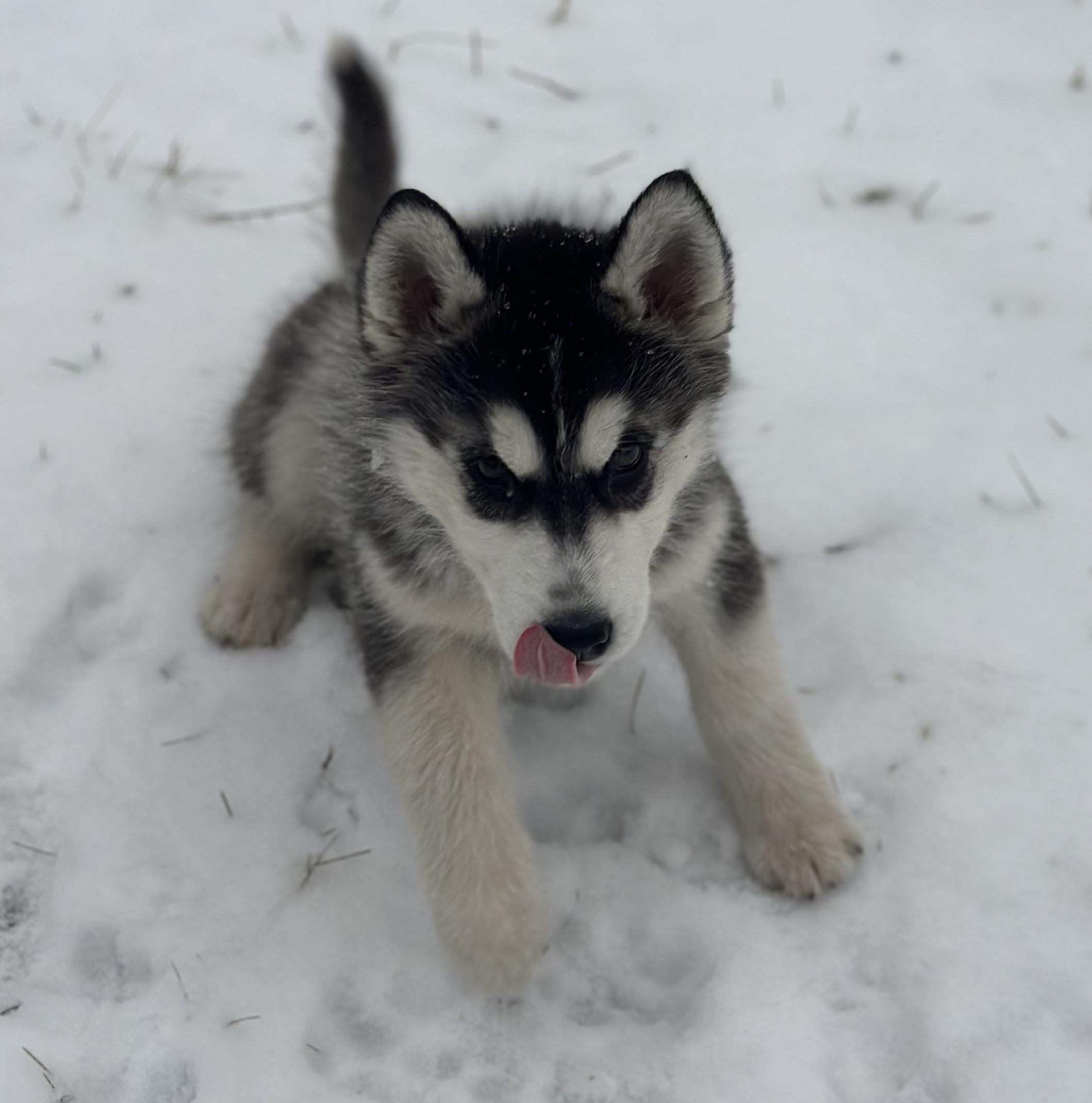 Best Dog Food For Huskies With Sensitive Stomach on Sale