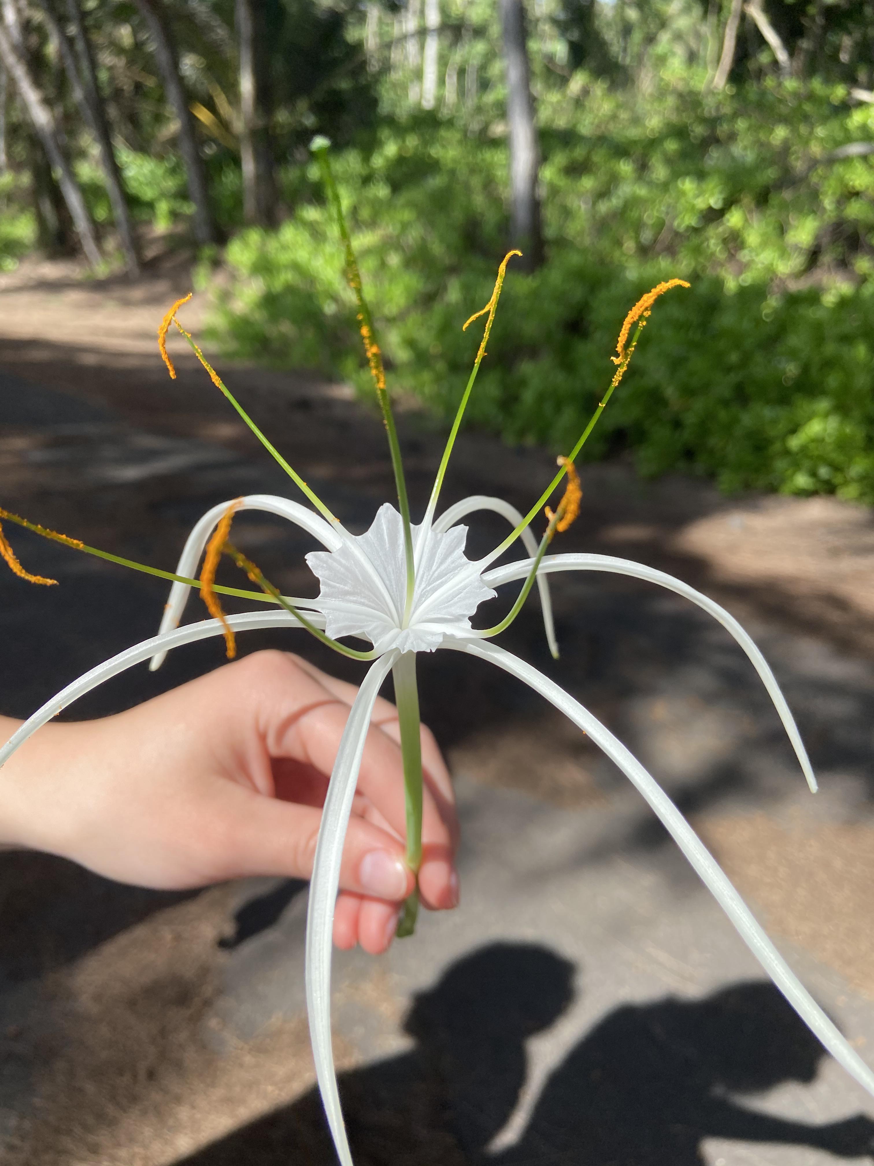 flower found in Hawaii r/whatsthisplant