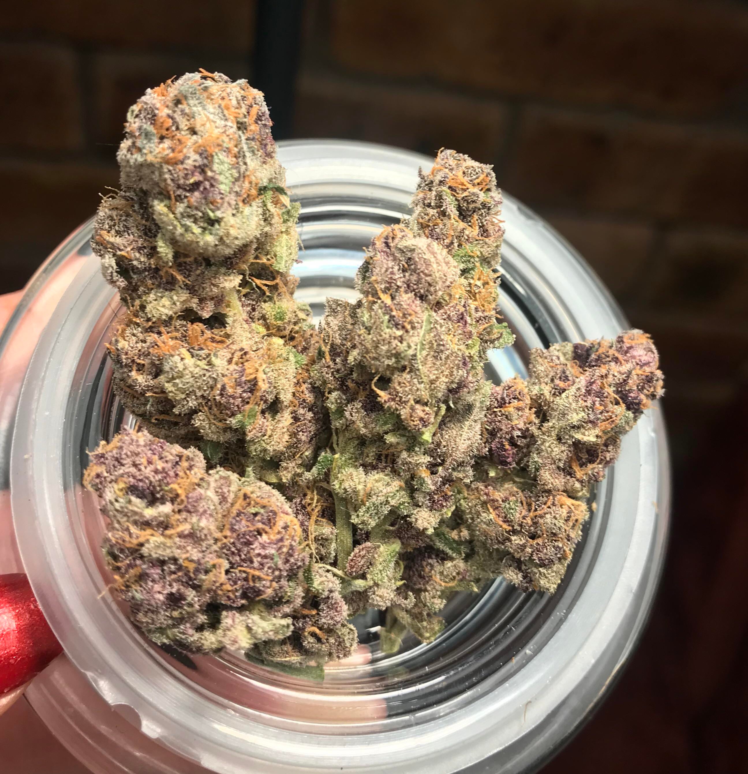 REVIEW 001 GIRL SCOUT COOKIES (GSC) r/Lesbients
