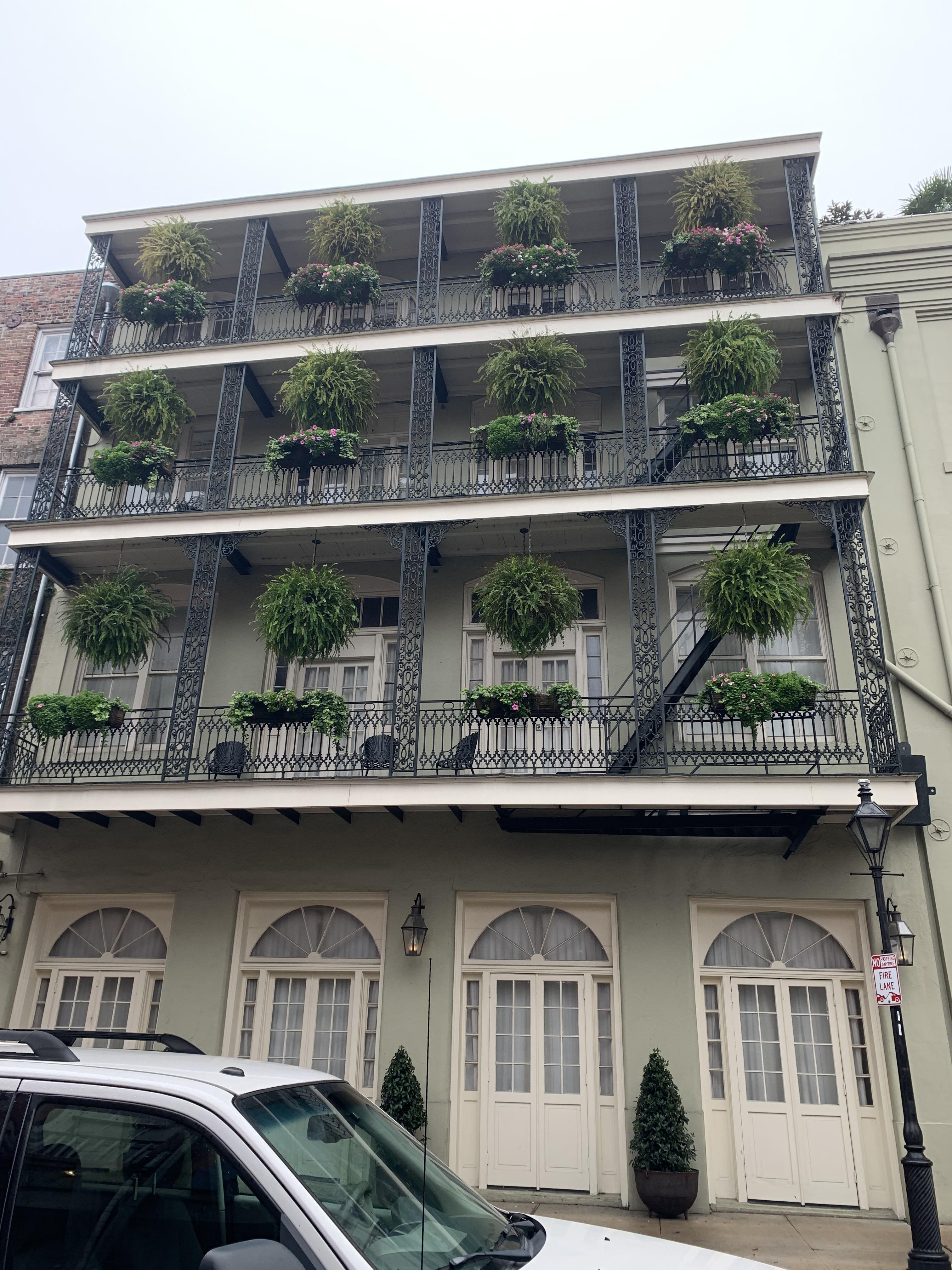 I love New Orleans r/houseplants