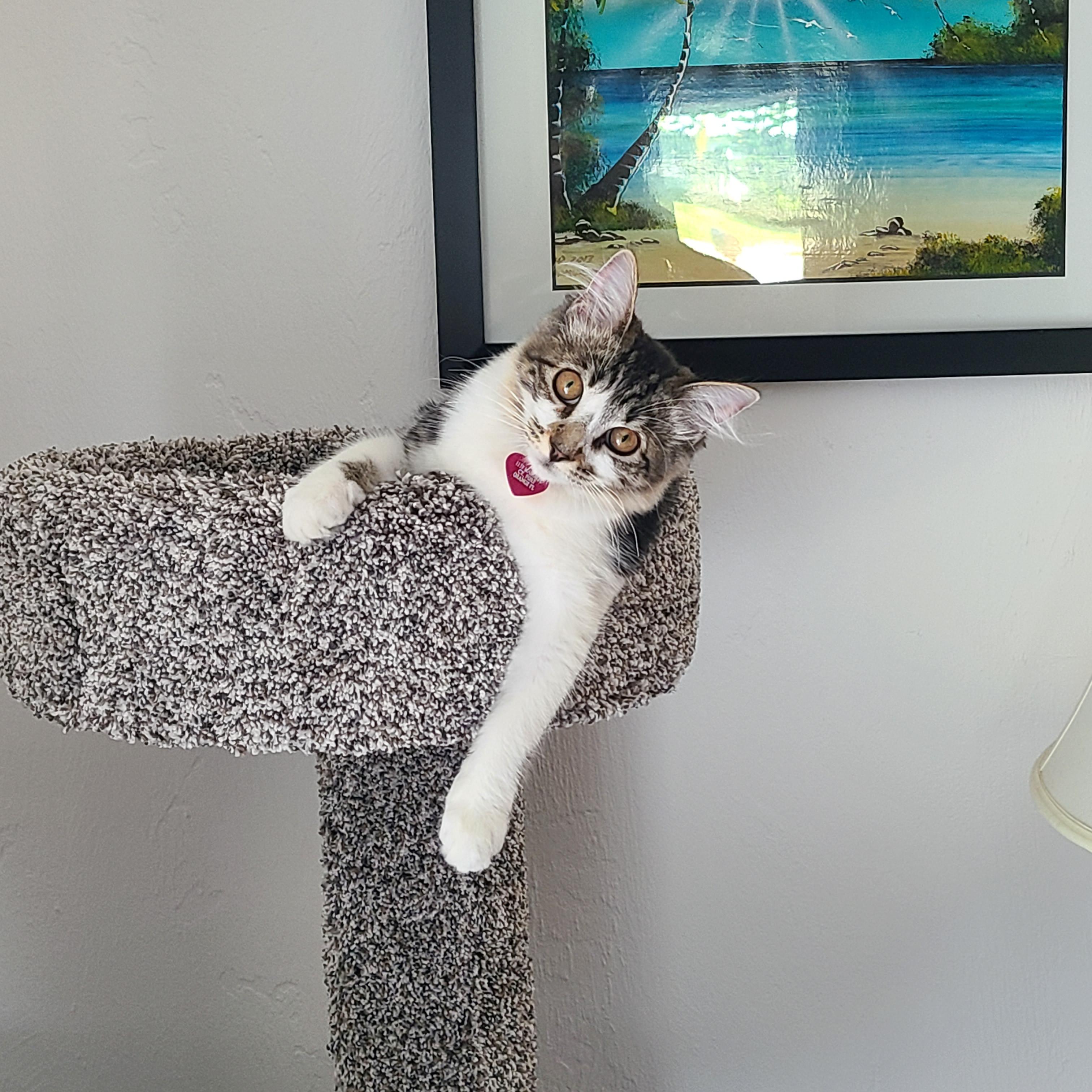 (OC) Bought a cat tower. Now my kitten thinking she's a cool cat 😎 r/aww