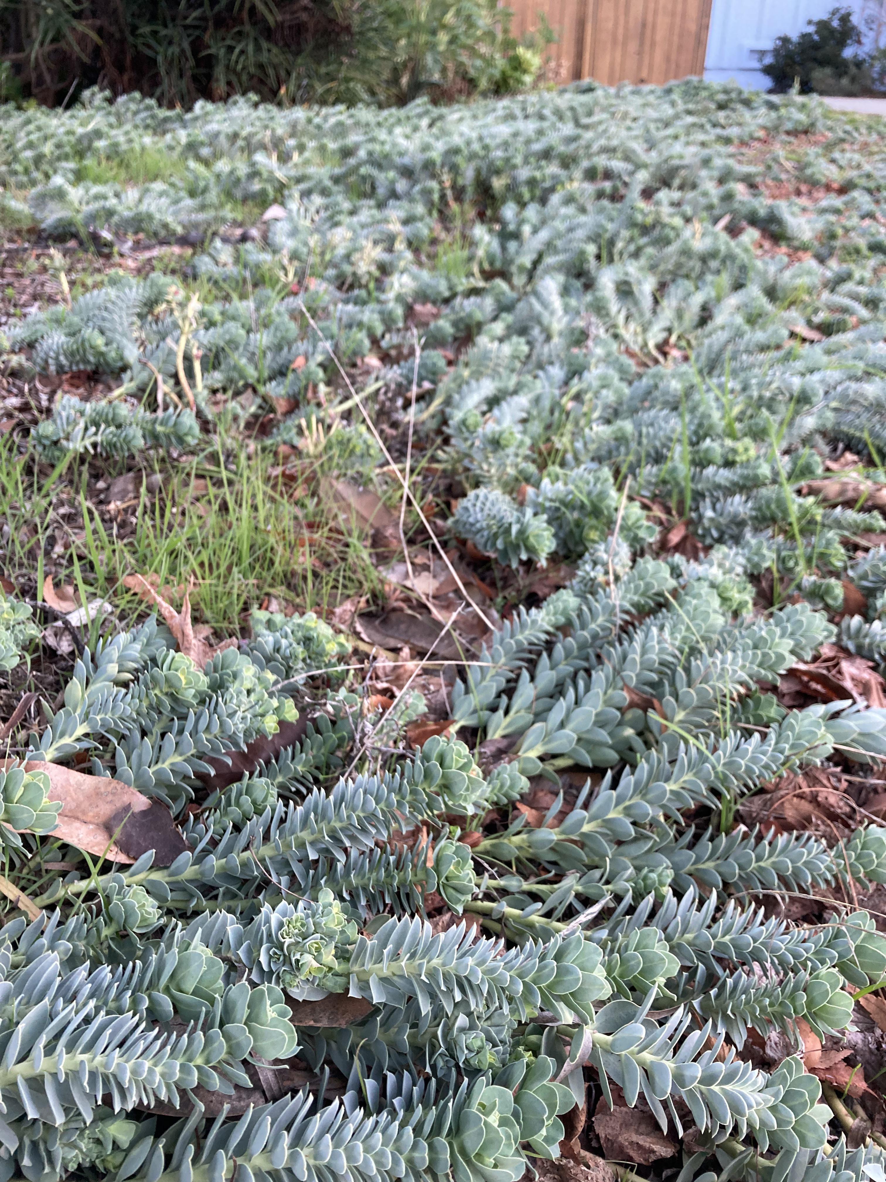 Succulenty ground cover in a Silicon Valley garden, zone 9b r