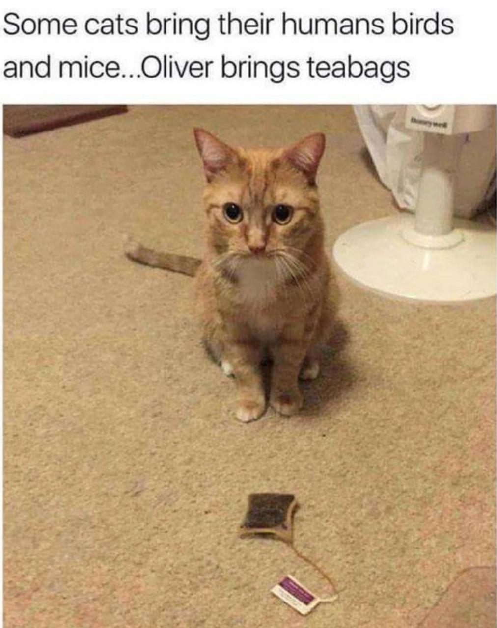 Fancy a cup of tea? r/memes