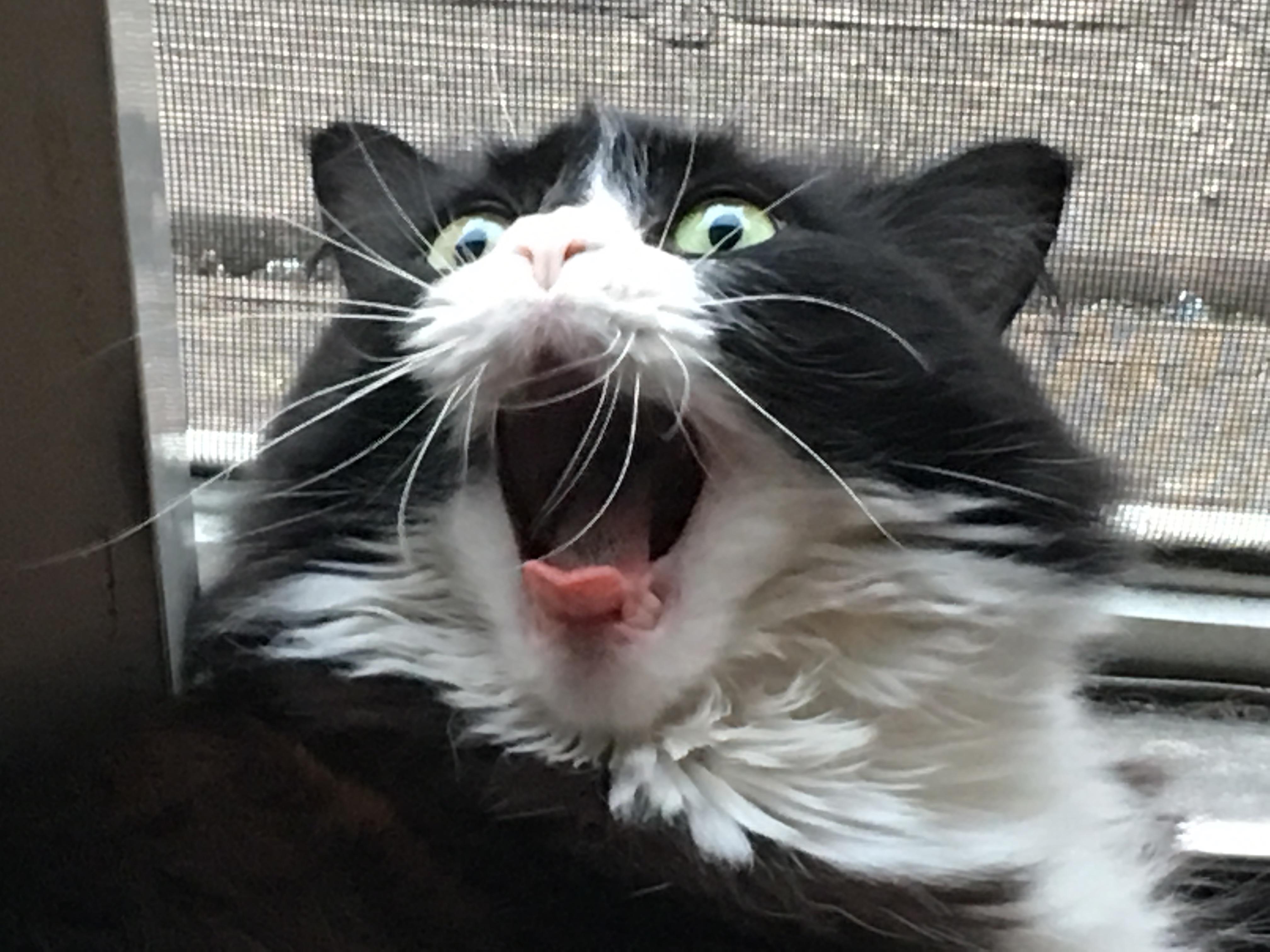 Arrgh Rjustnomil