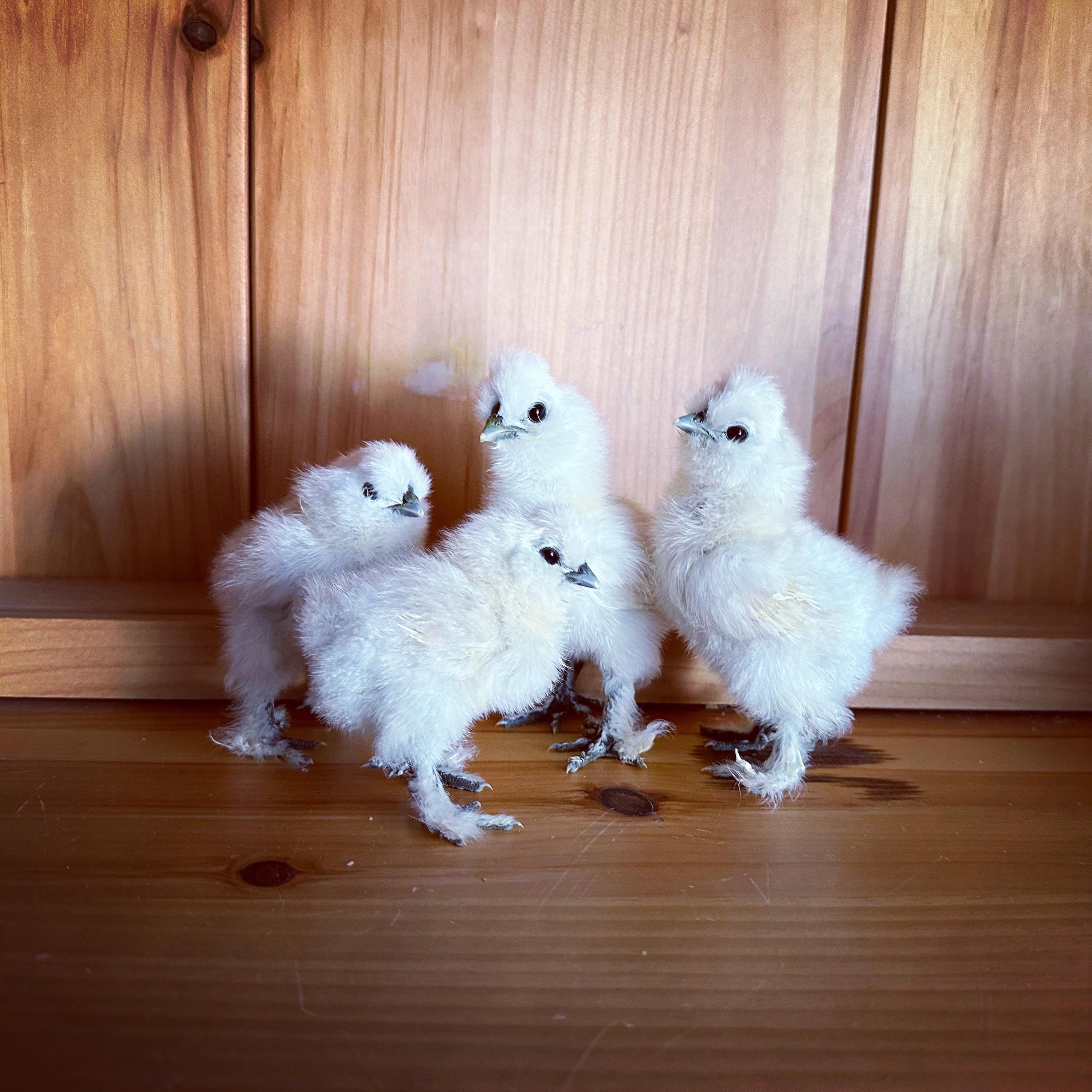 Hatched these little cotton ball babies. Having an incubator is