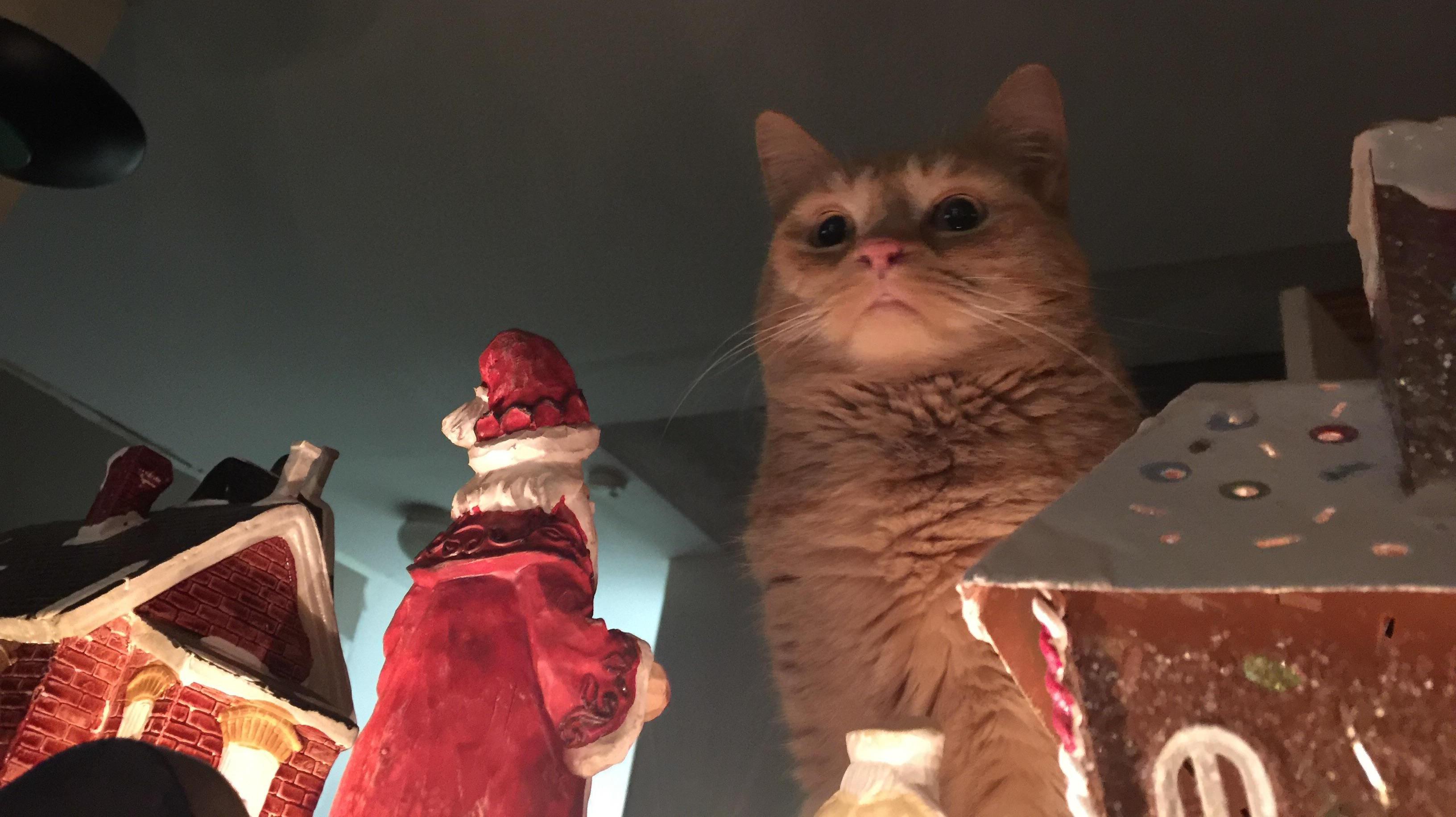 Cat menacingly looking down at Santa figurine r/MemeTemplatesOfficial