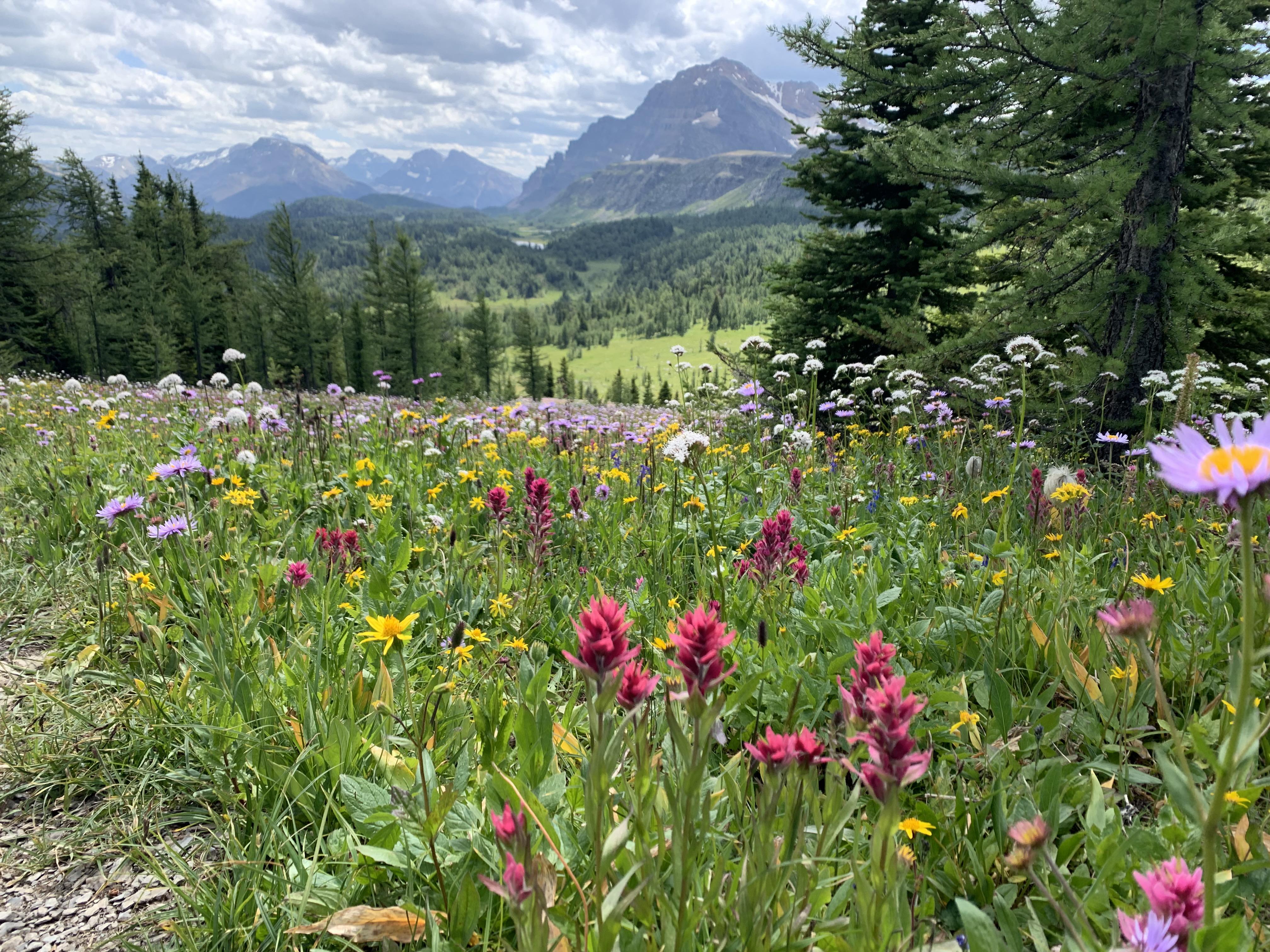 BANFF National Park, Alberta, CA the biggest field of wildflowers I’ve