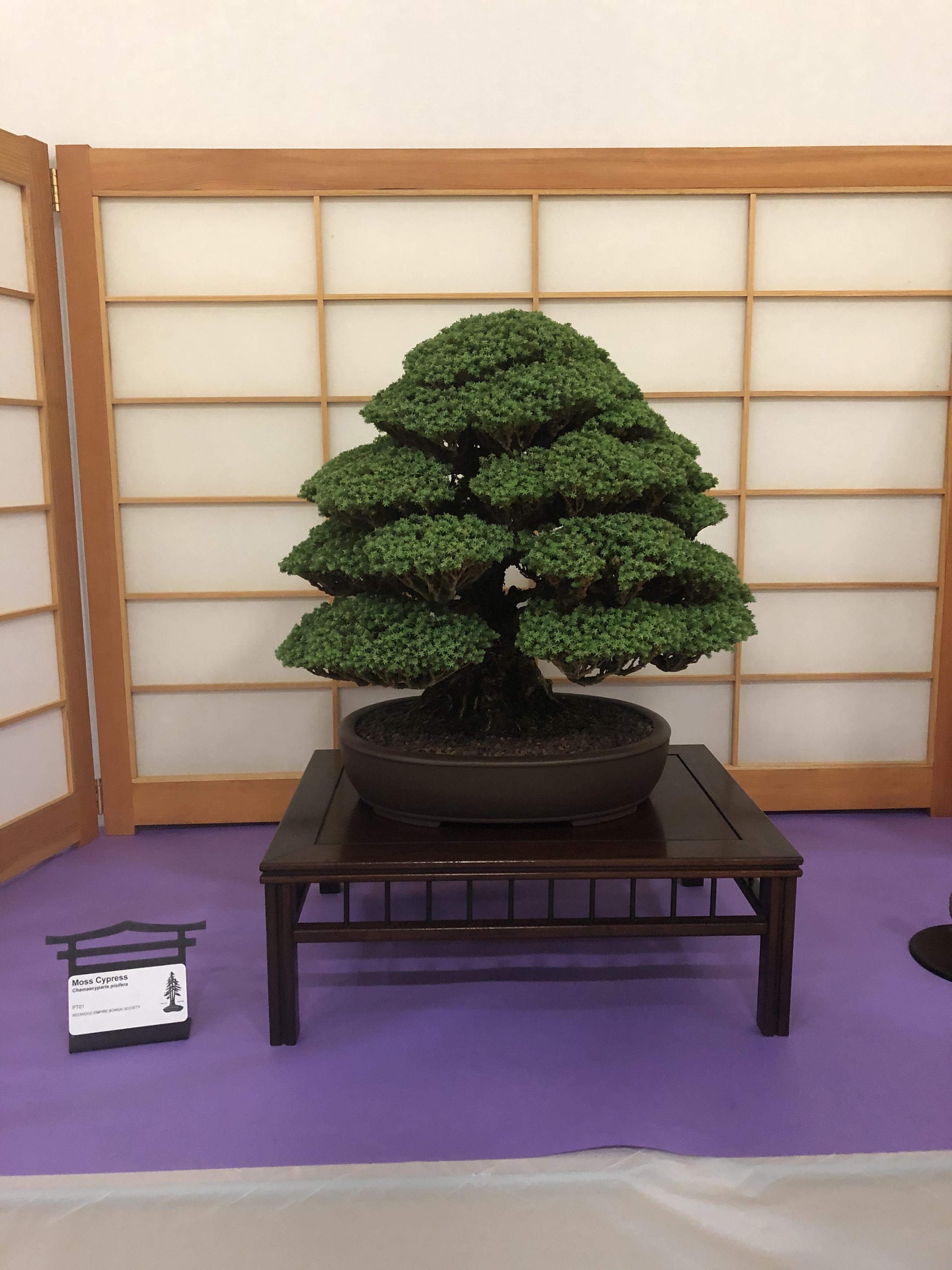 An amazing bonsai I saw at a Bonsai show in Santa Rosa, California r