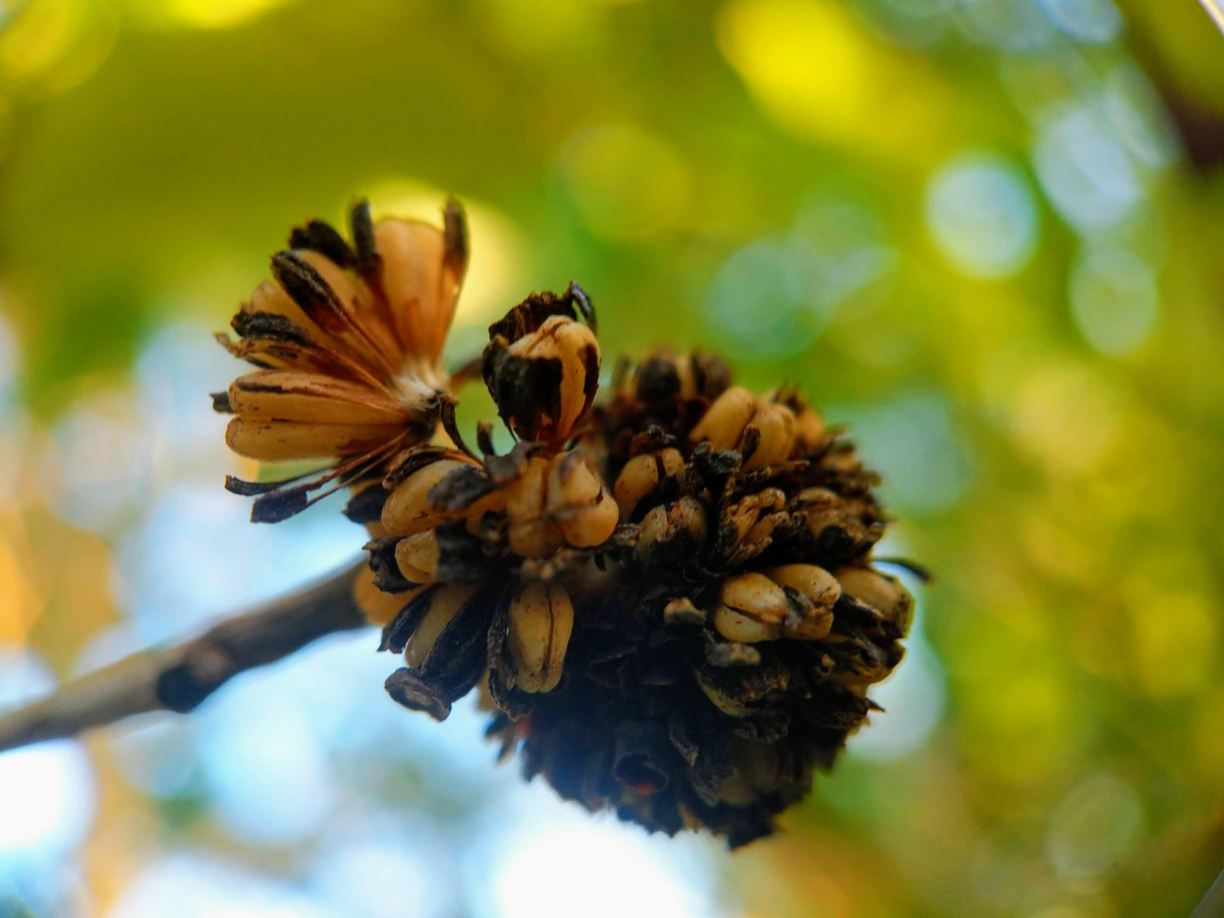 Up close kratom seed pod still on my tree KratomGarden