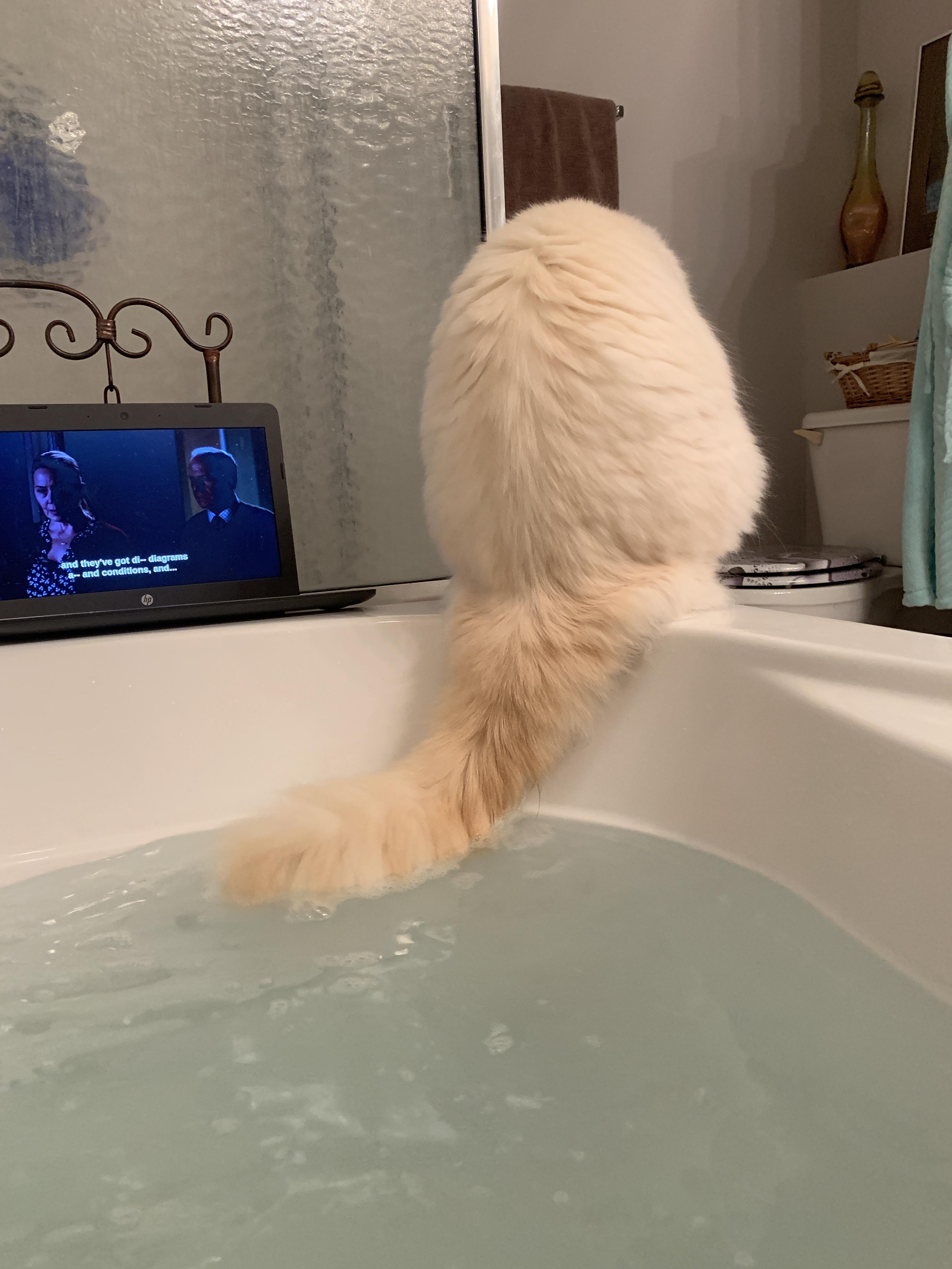 Why did he put his whole tail in my bathtub?? r/CatsAreAssholes