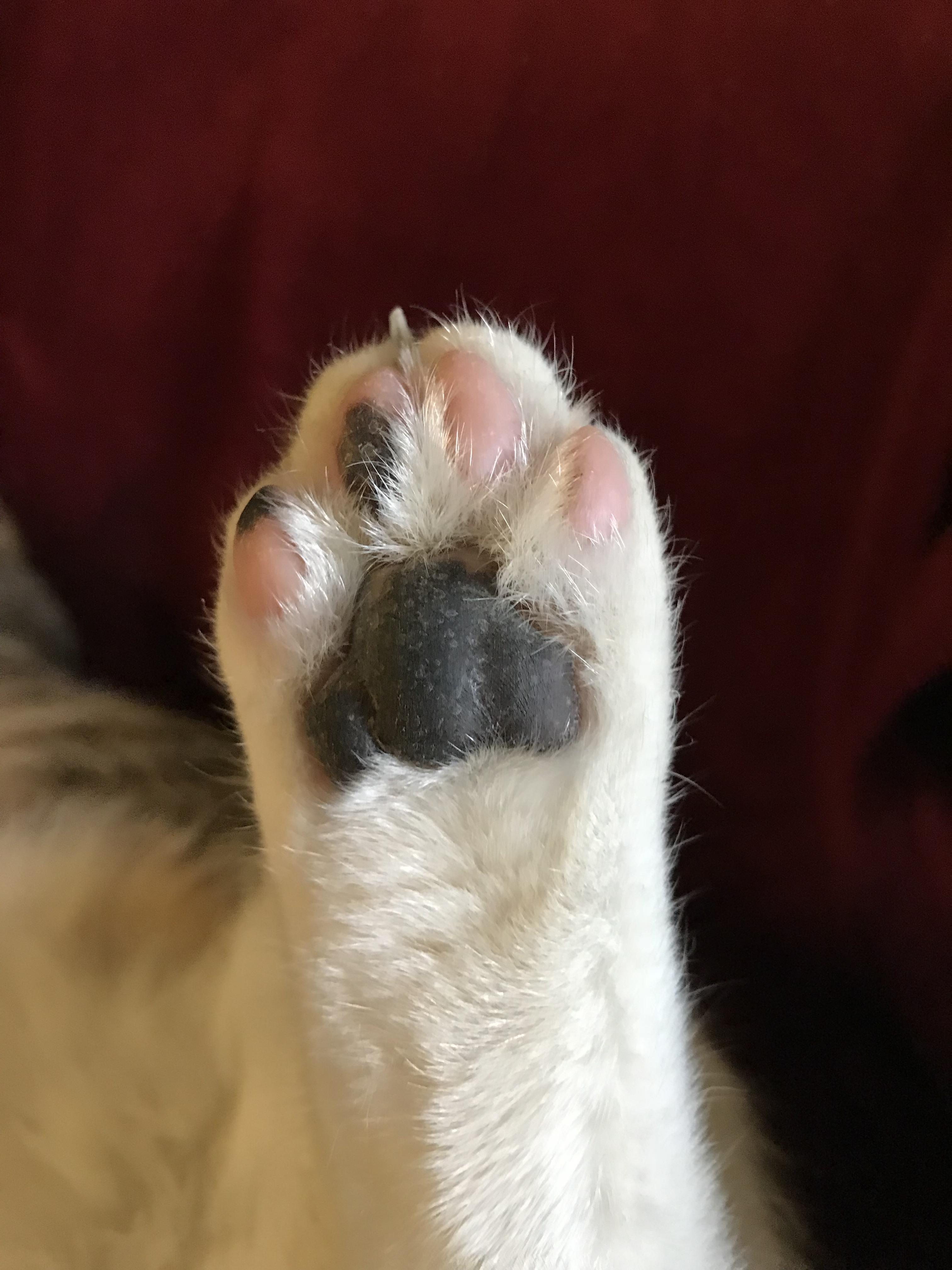 Cats can flip you off, however it’s very subtle. ShittyAnimalFacts