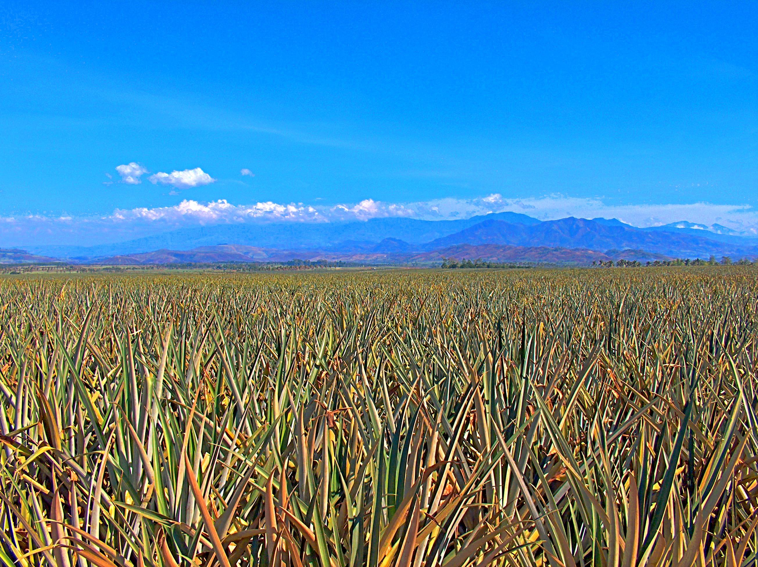 🍍 Pineapple plantation in Bukidnon r/Philippines
