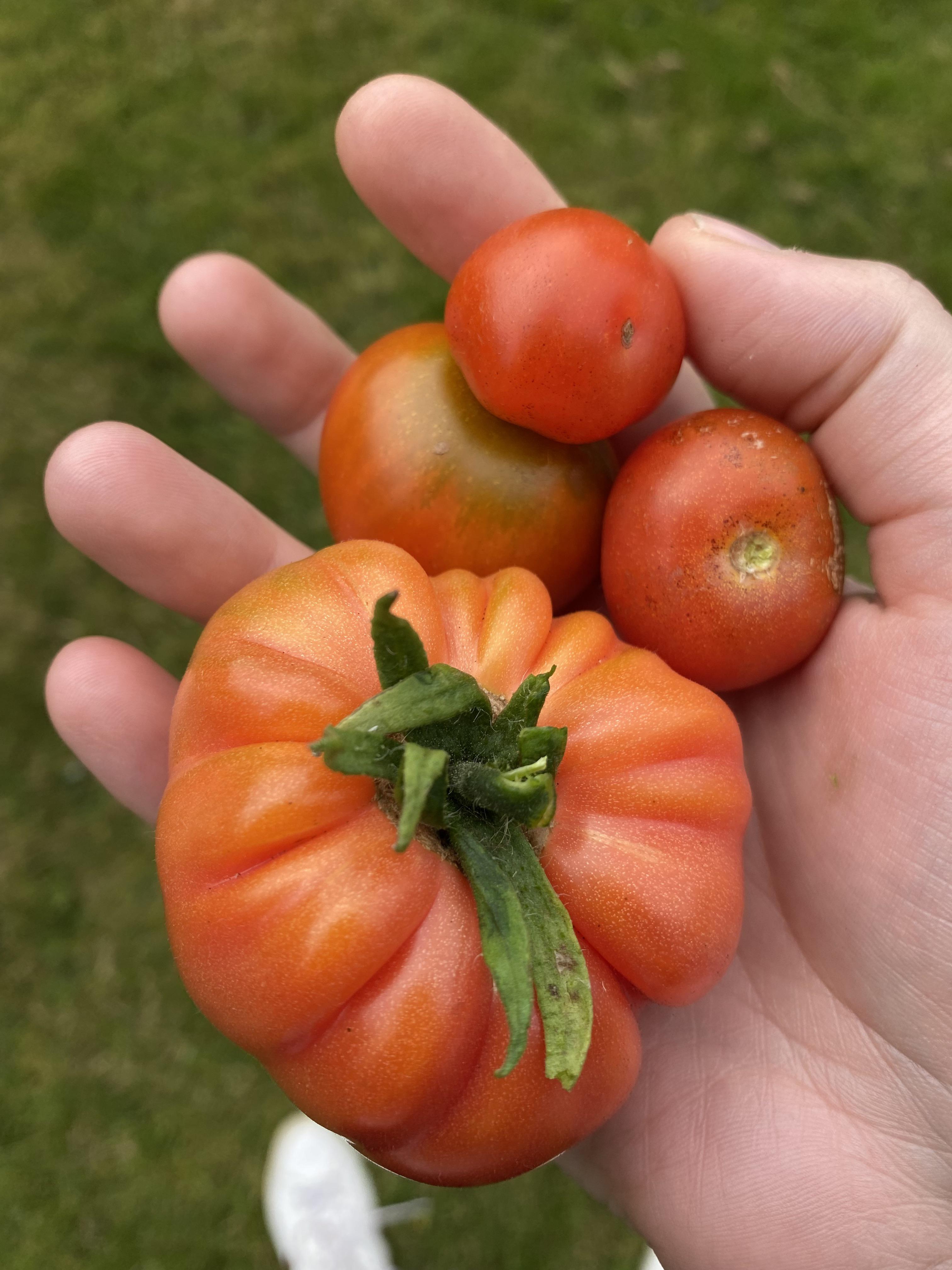 My tomatoes grown in Scotland without a greenhouse 🍅 r/GardeningUK