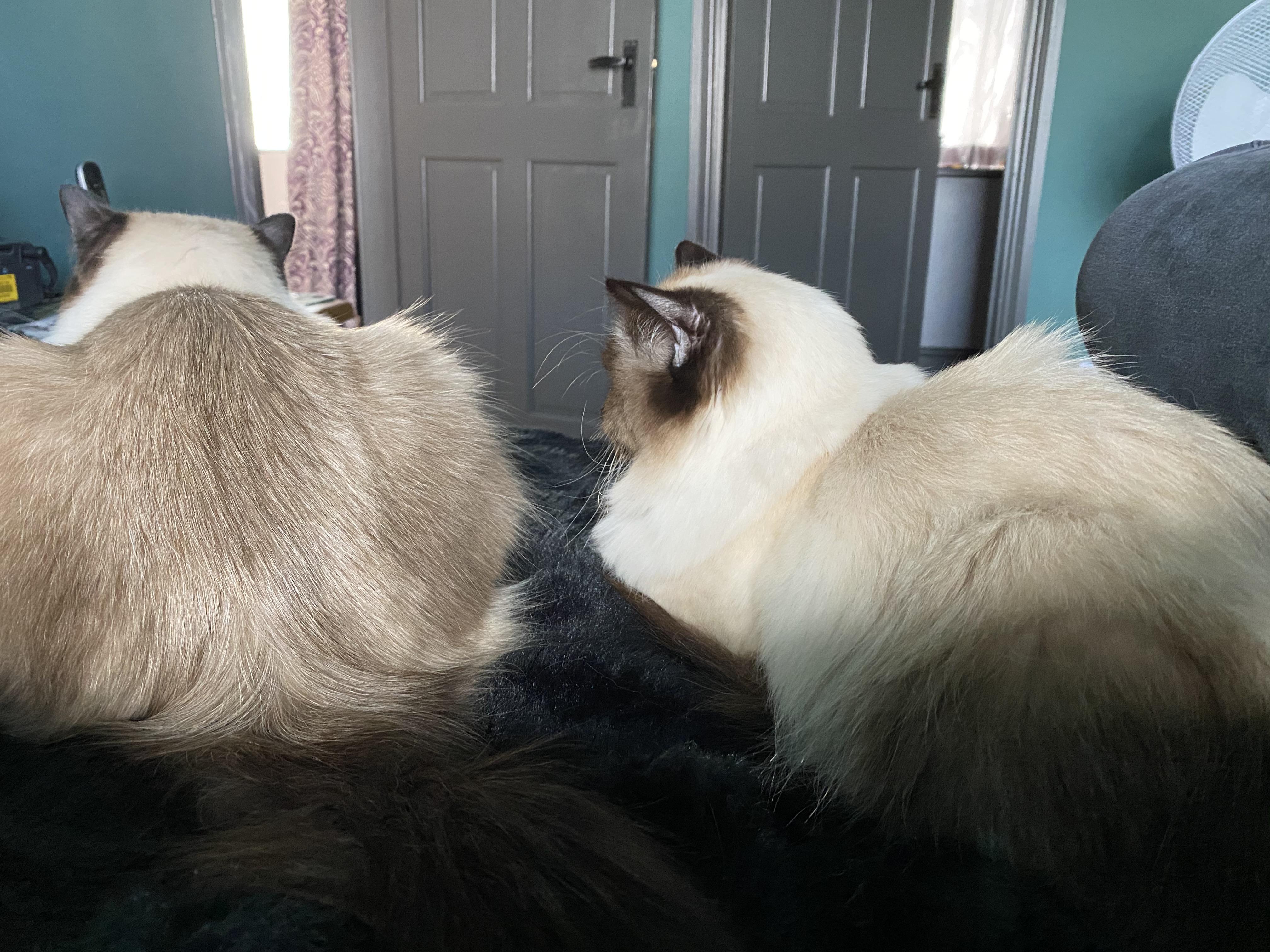 Anyone else find your ragdolls are super protective of you? Is this the doglike behaviour coming