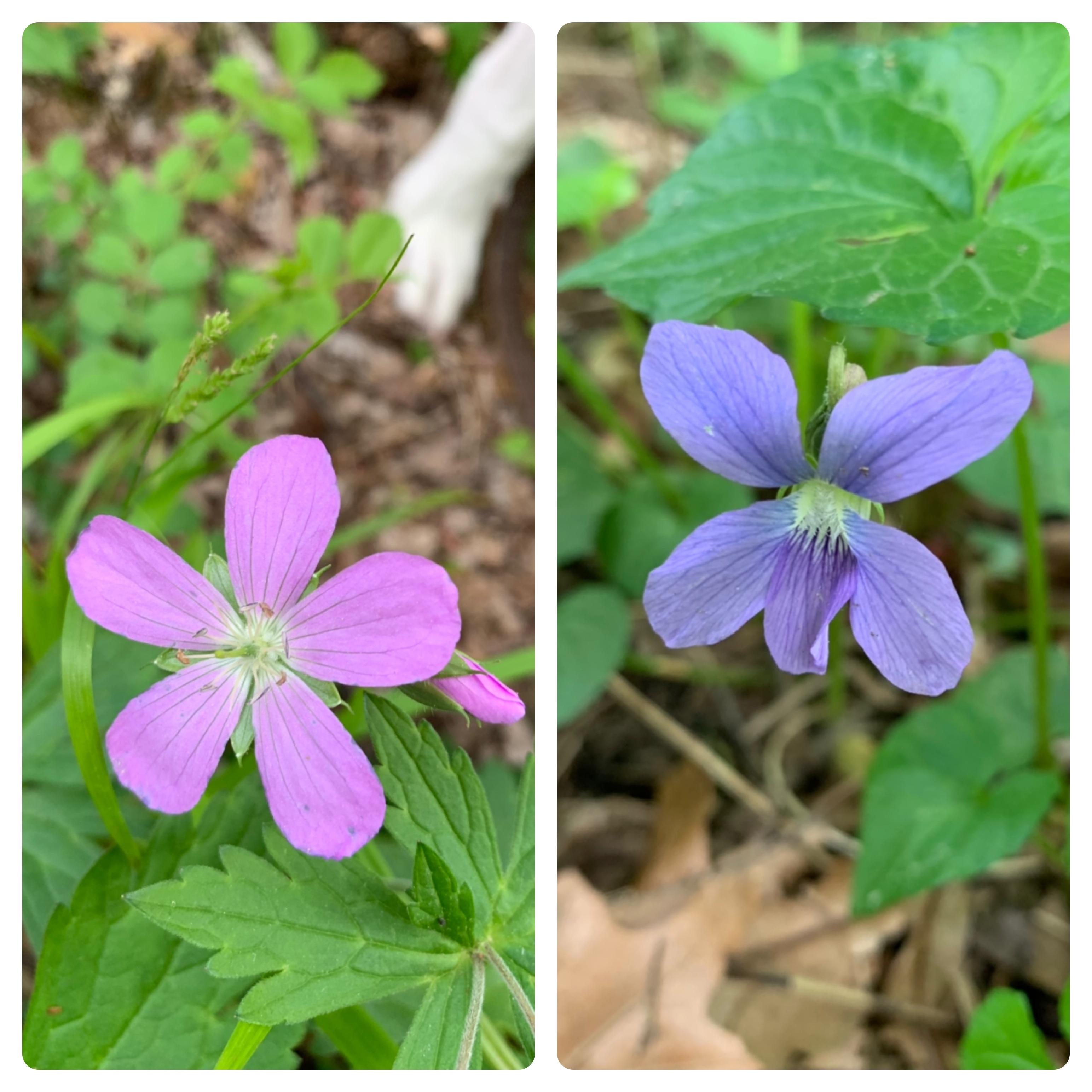 Can anyone help ID these two flowers? Found in Rhode Island. Thanks