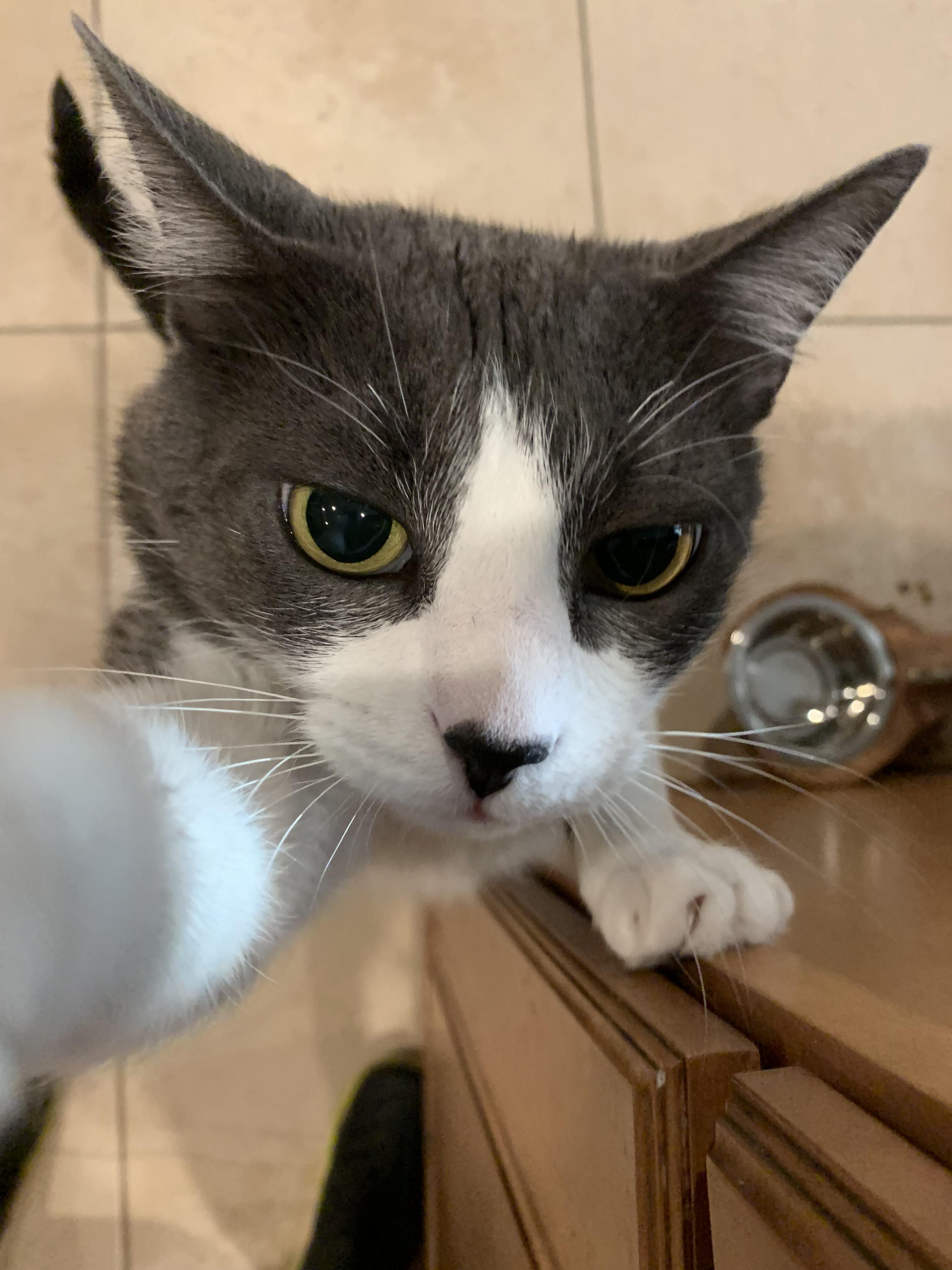 Cat selfie (surprise me) picrequests