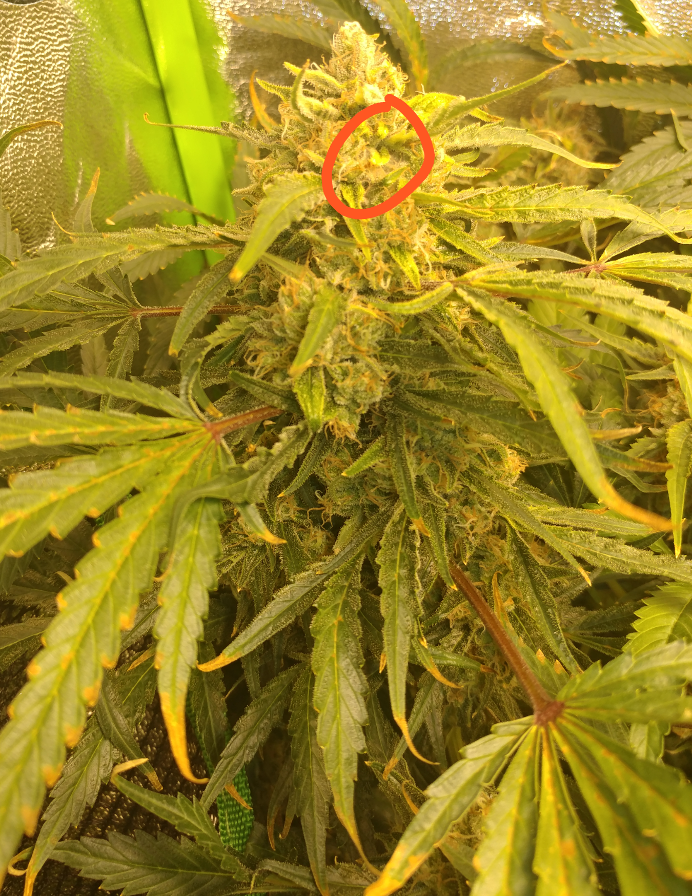 Moldy bit here, cut off the entire stem or just the top bud? r/microgrowery