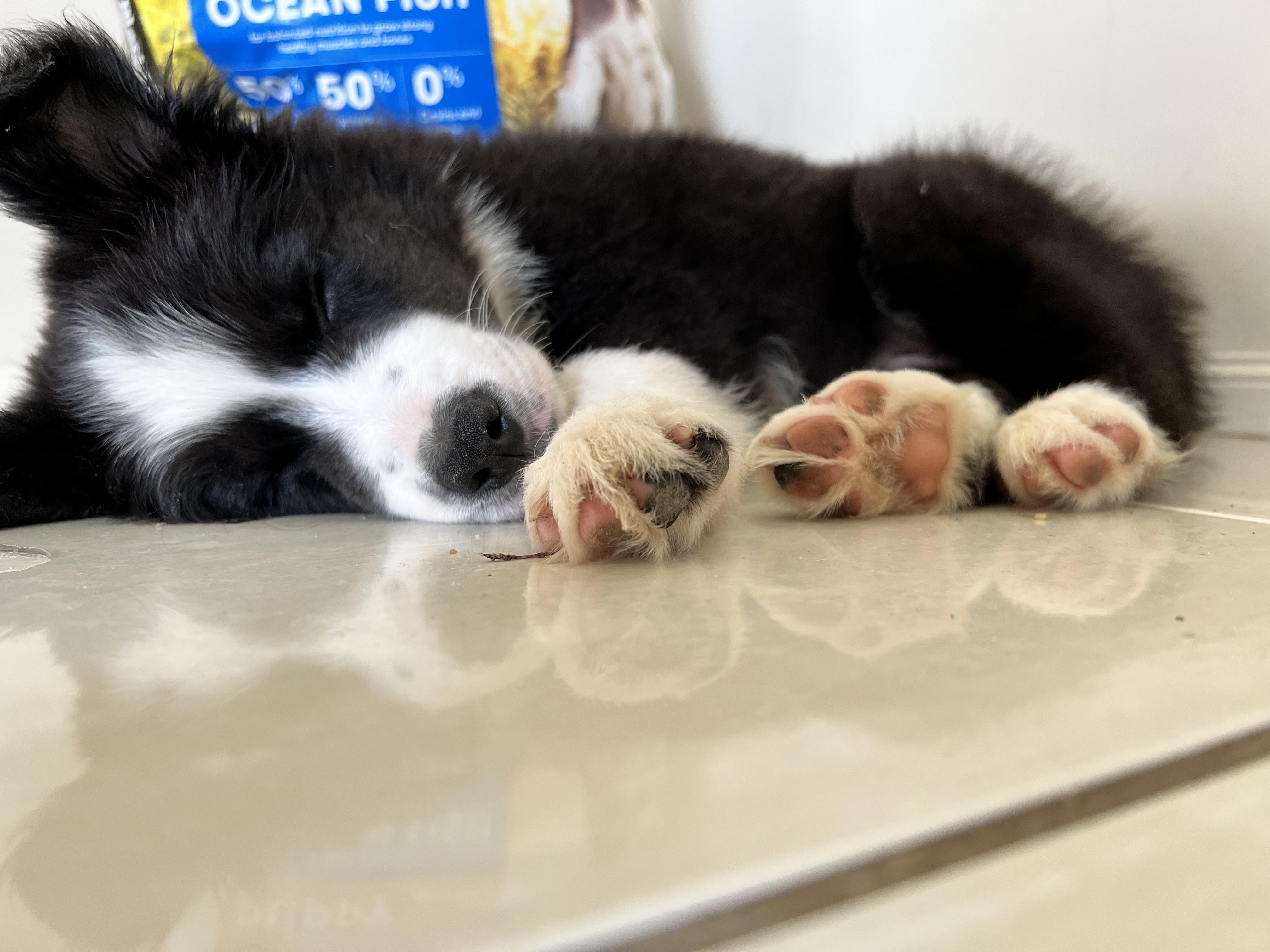 How Much Should A 10 Week Old Puppy Sleep