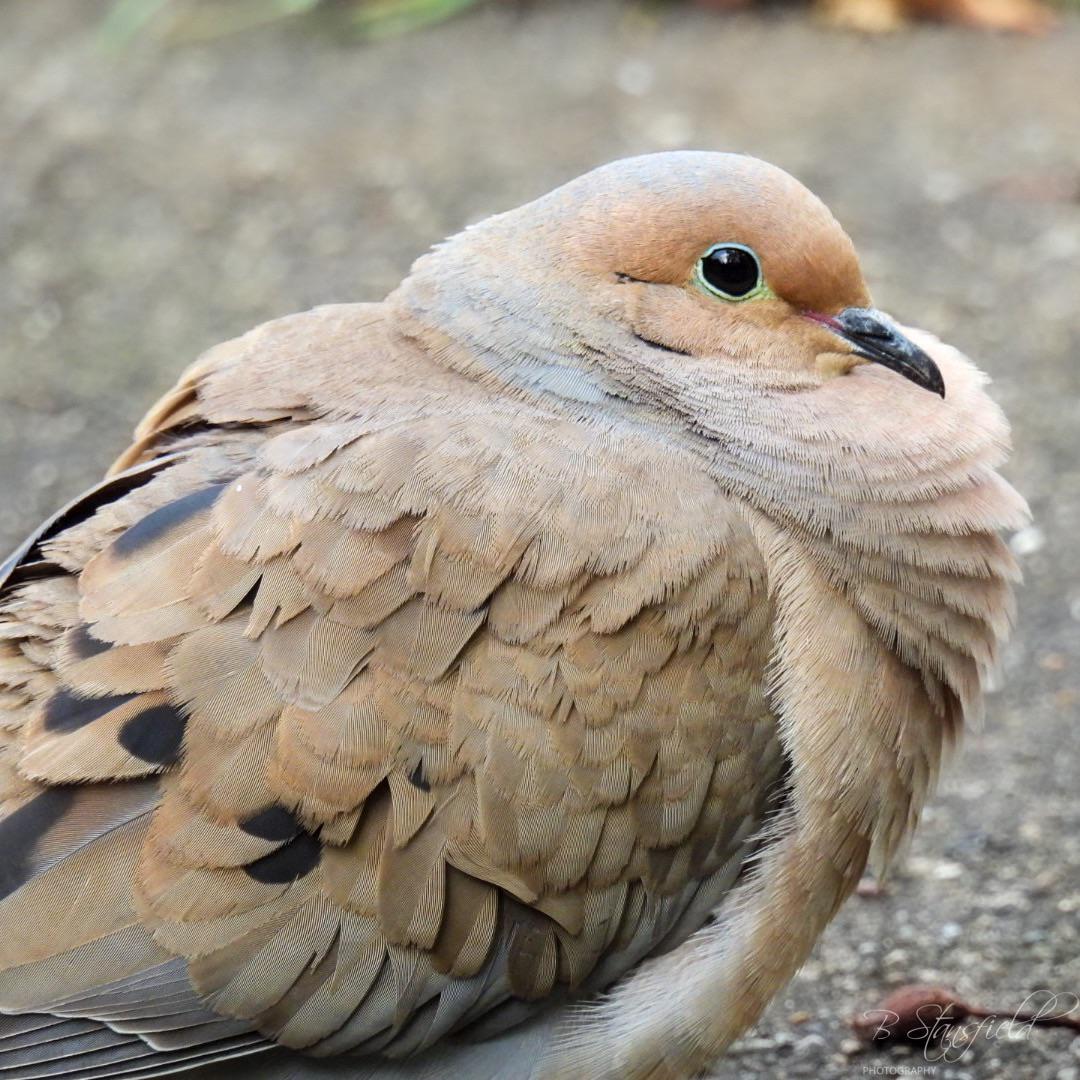 Mourning dove in Dayton Ohio. r/birding