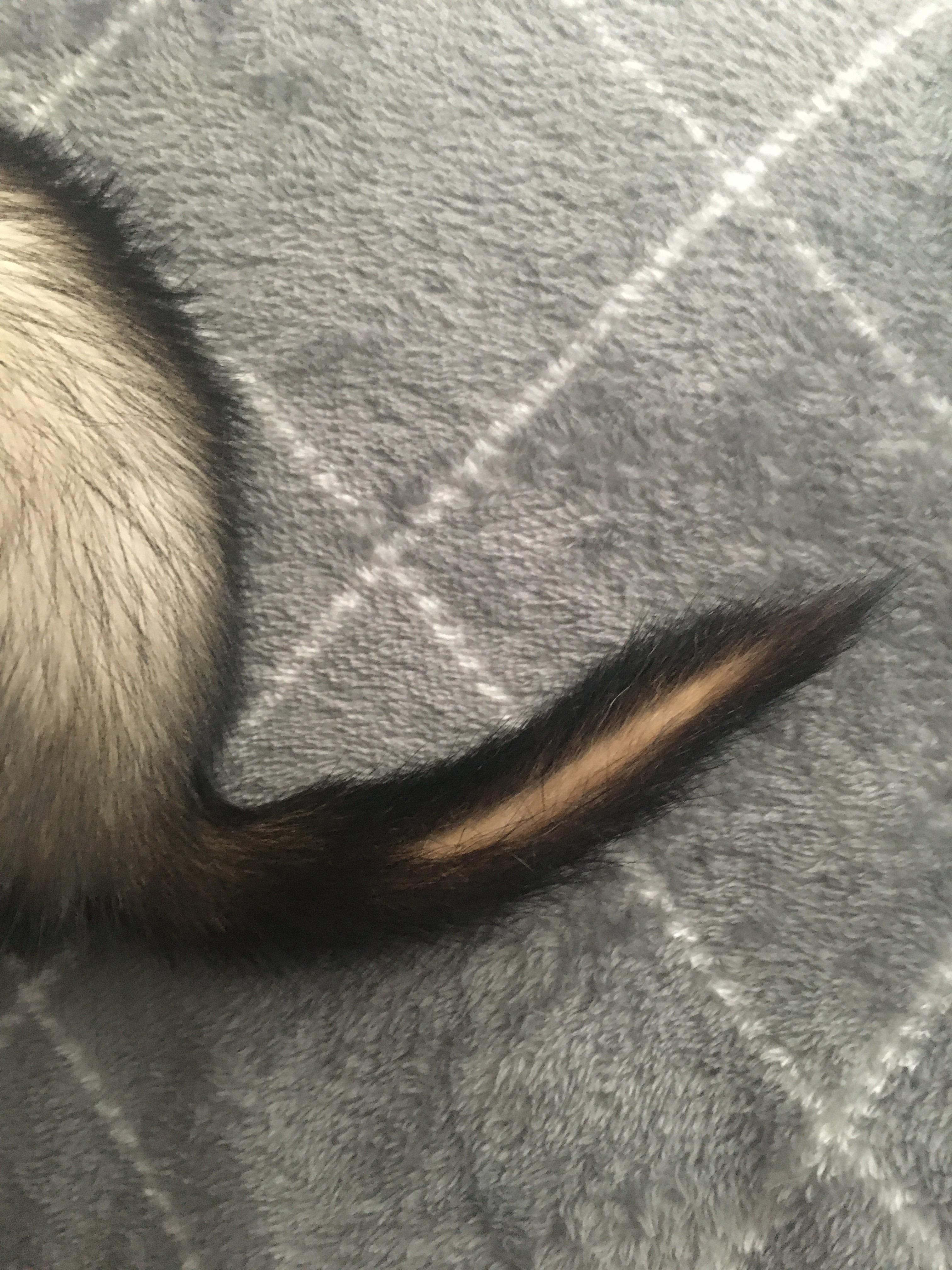 My ferret has this weird little strip of missing hair on her tail and I