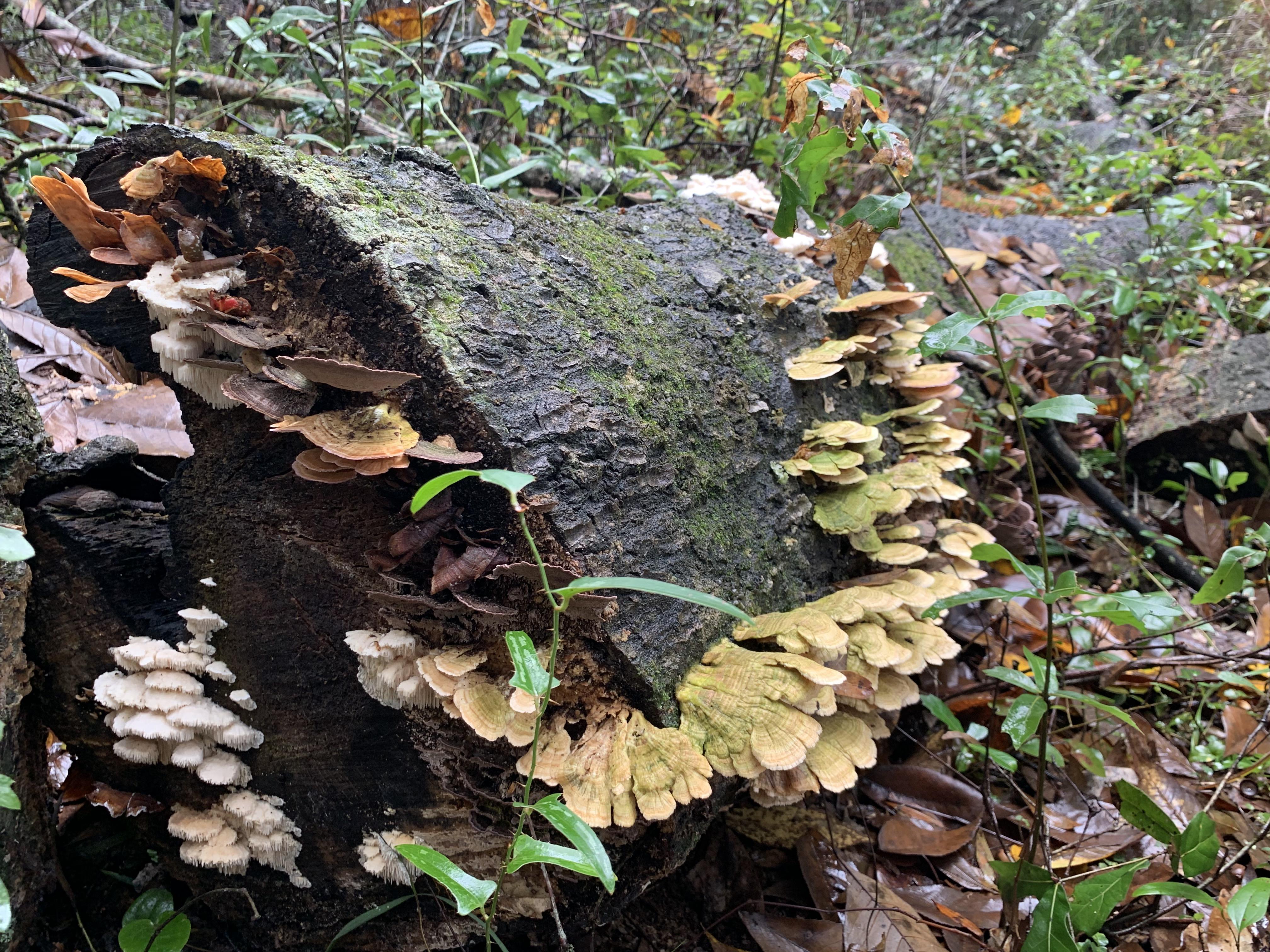 Alabama Gulf coast growth r/mushroom_hunting