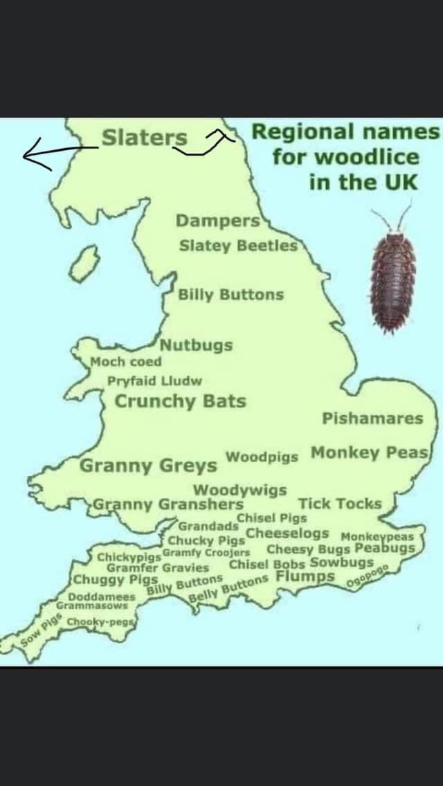 UK regional woodlouse names r/coolguides