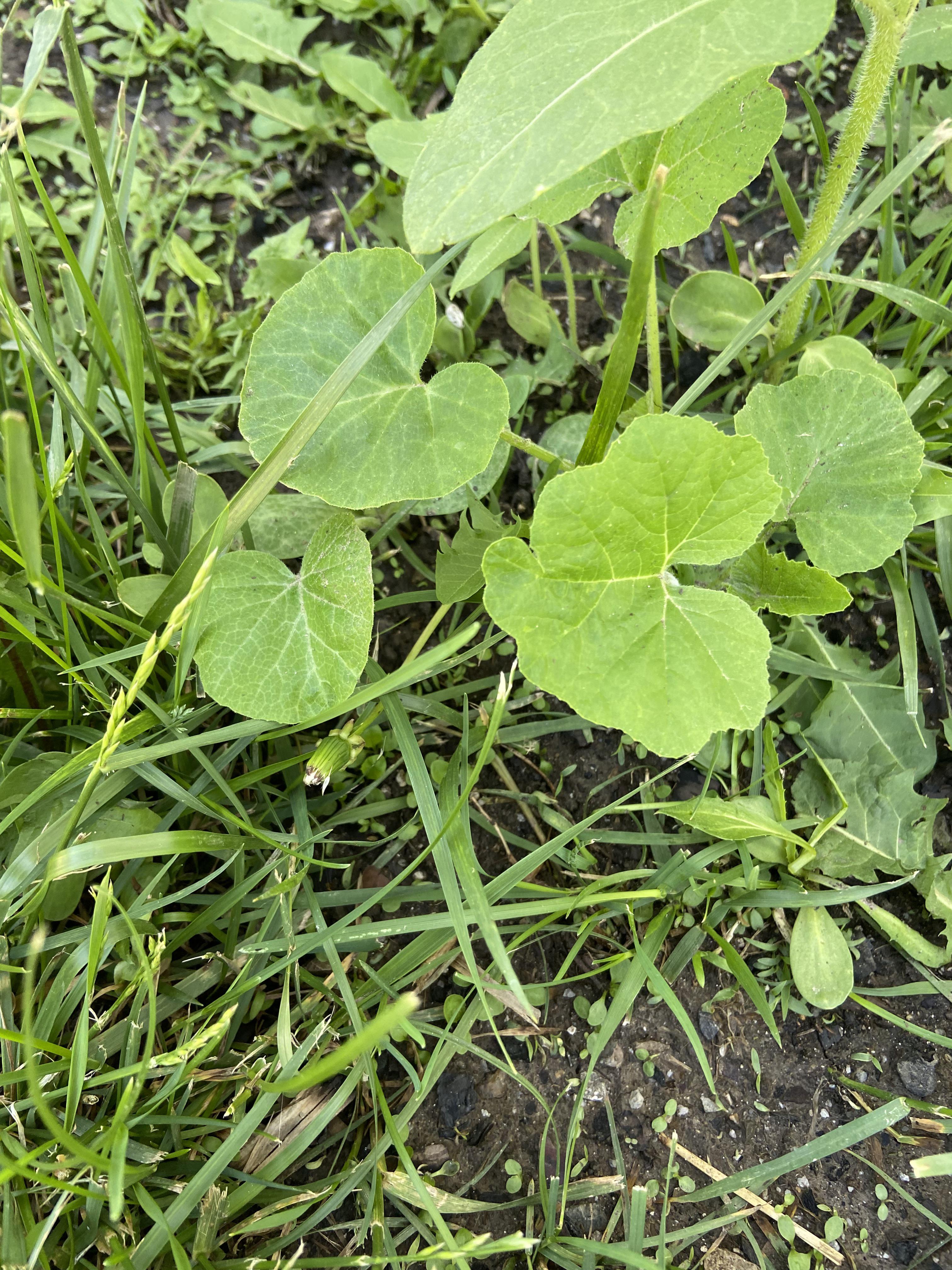 What is this? It smells like peppers. In Missouri r/PlantIdentification