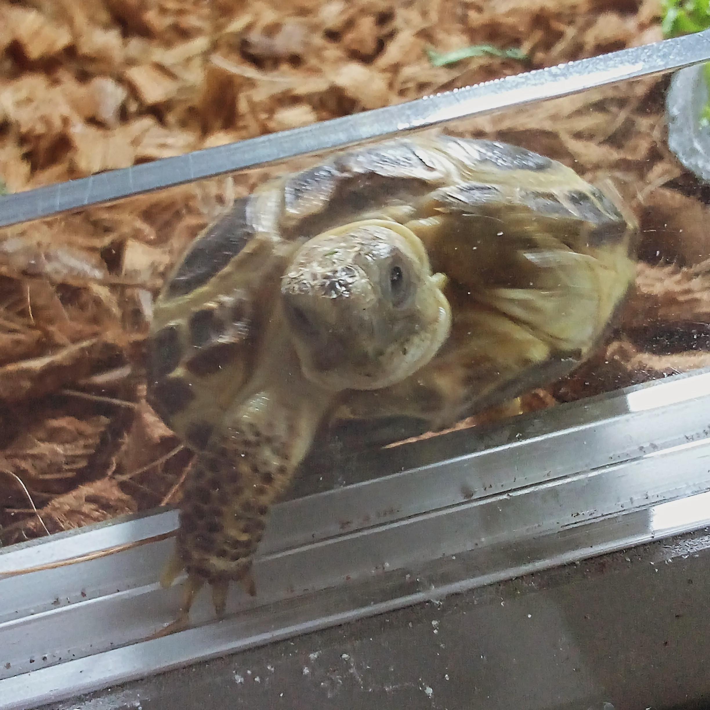 Can russian torts eat strawberries? I have seen many people giving