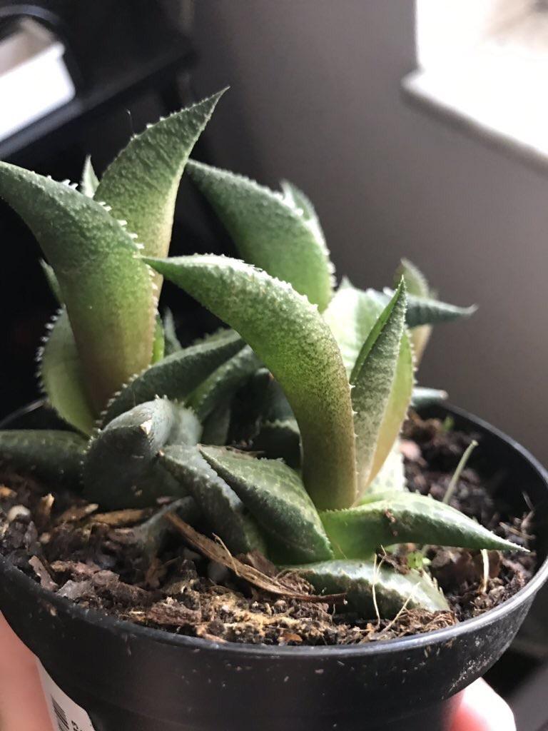 Haworthia browning posting for a friend! She lives in Florida, has