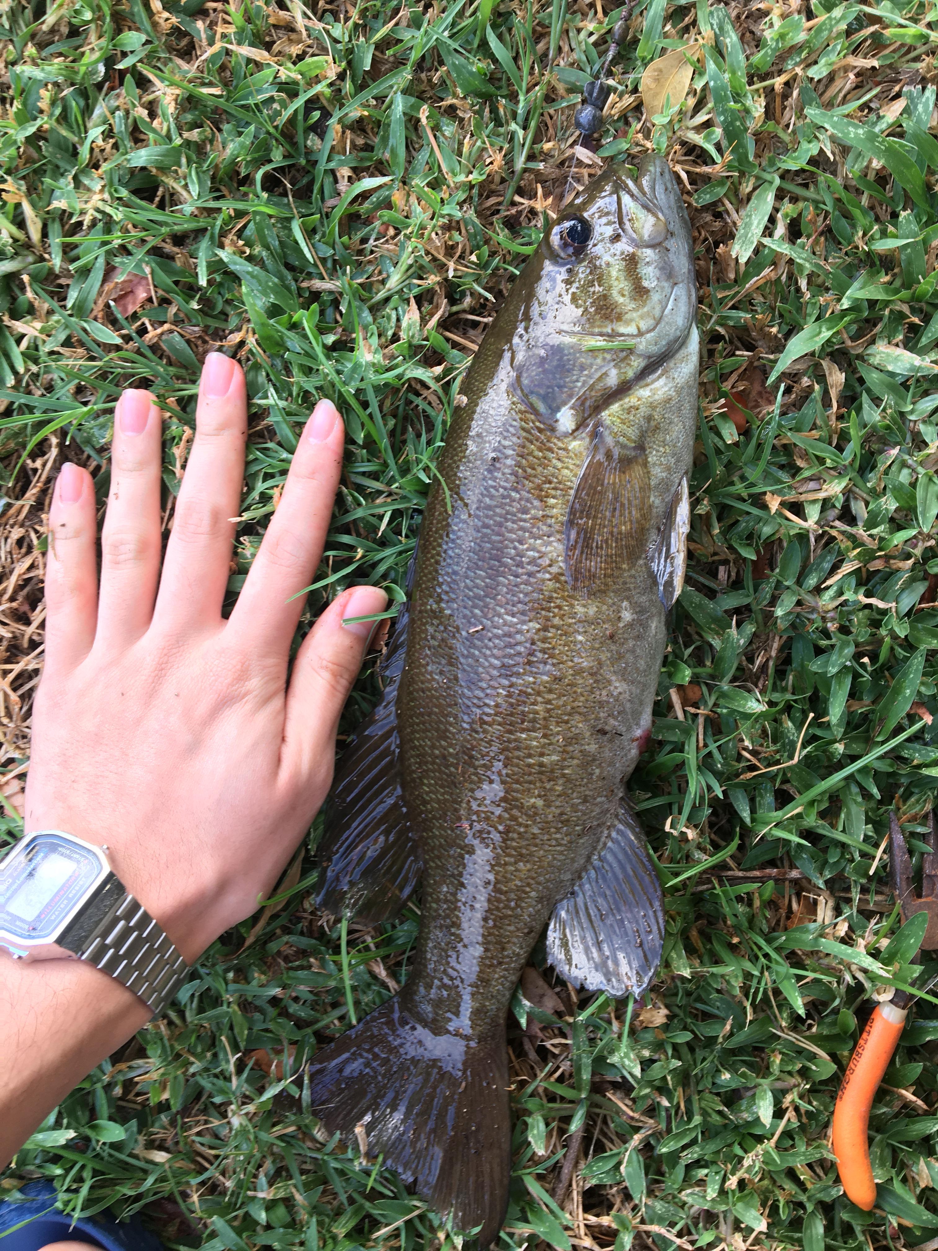 Does anyone know what kind of fish this is? Caught in HI in a