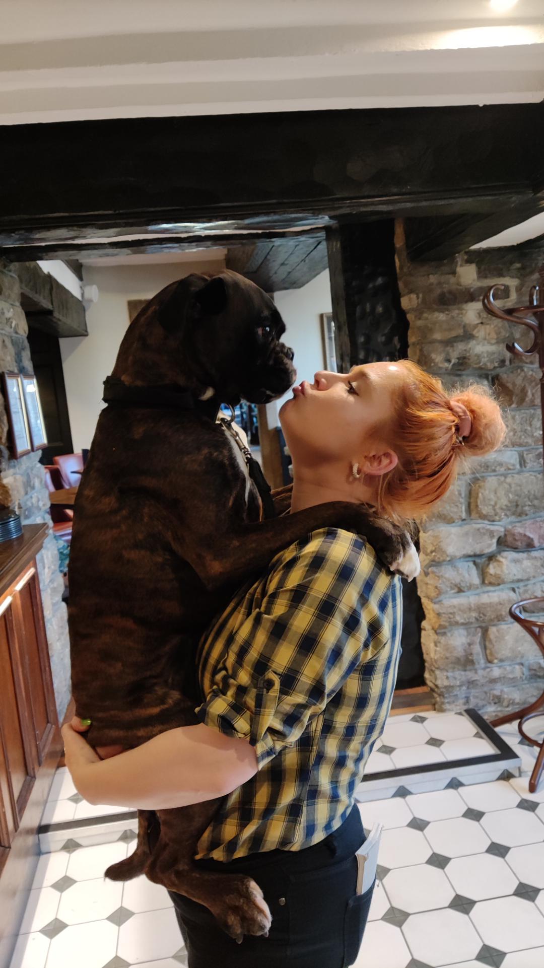 8117 best r/boxer images on Pholder Why do boxers Sit on people?