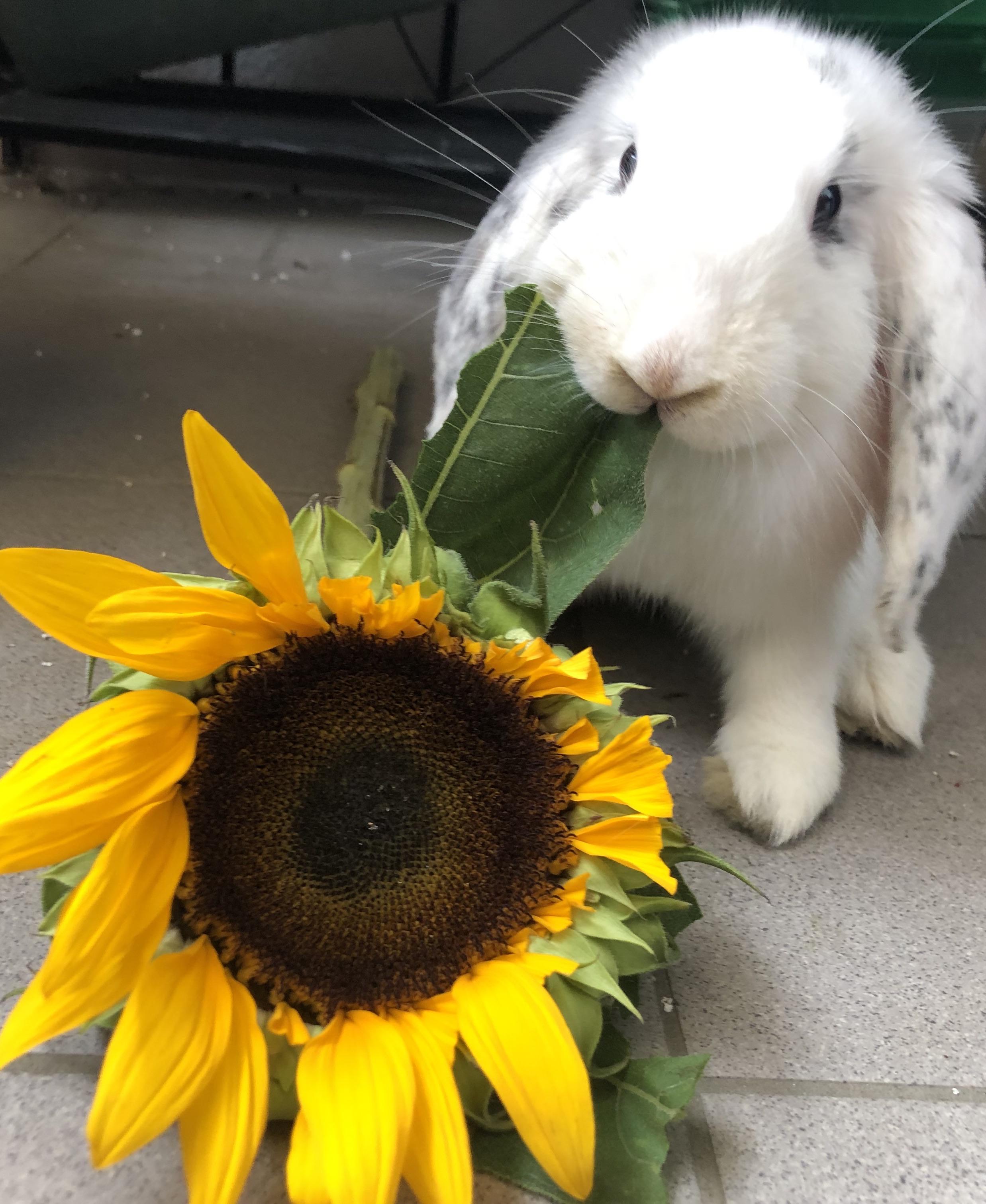 loves sunflowers. 15 minutes after taking this picture, nothing of the flower was left