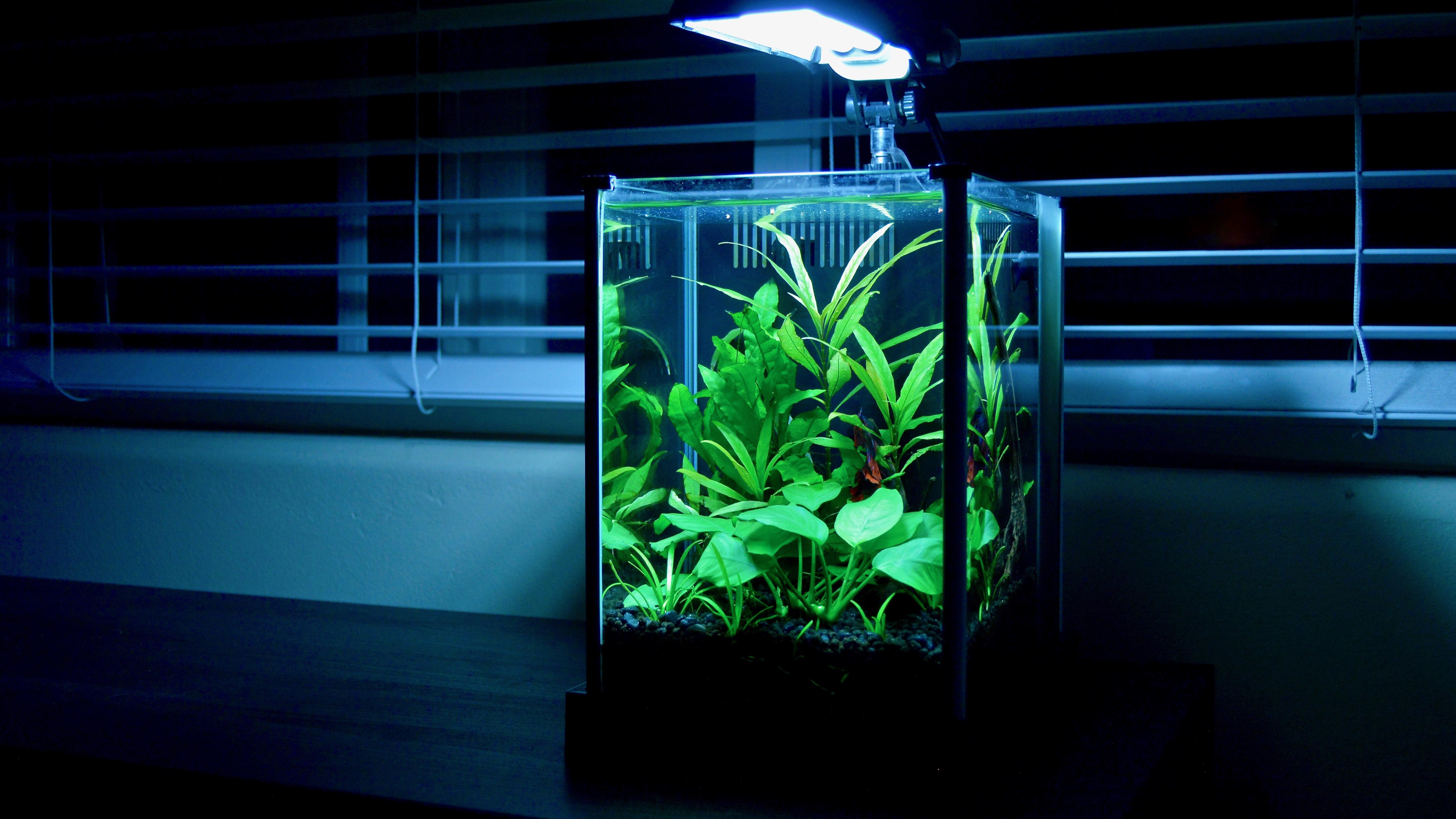 My Little Green Box r/PlantedTank