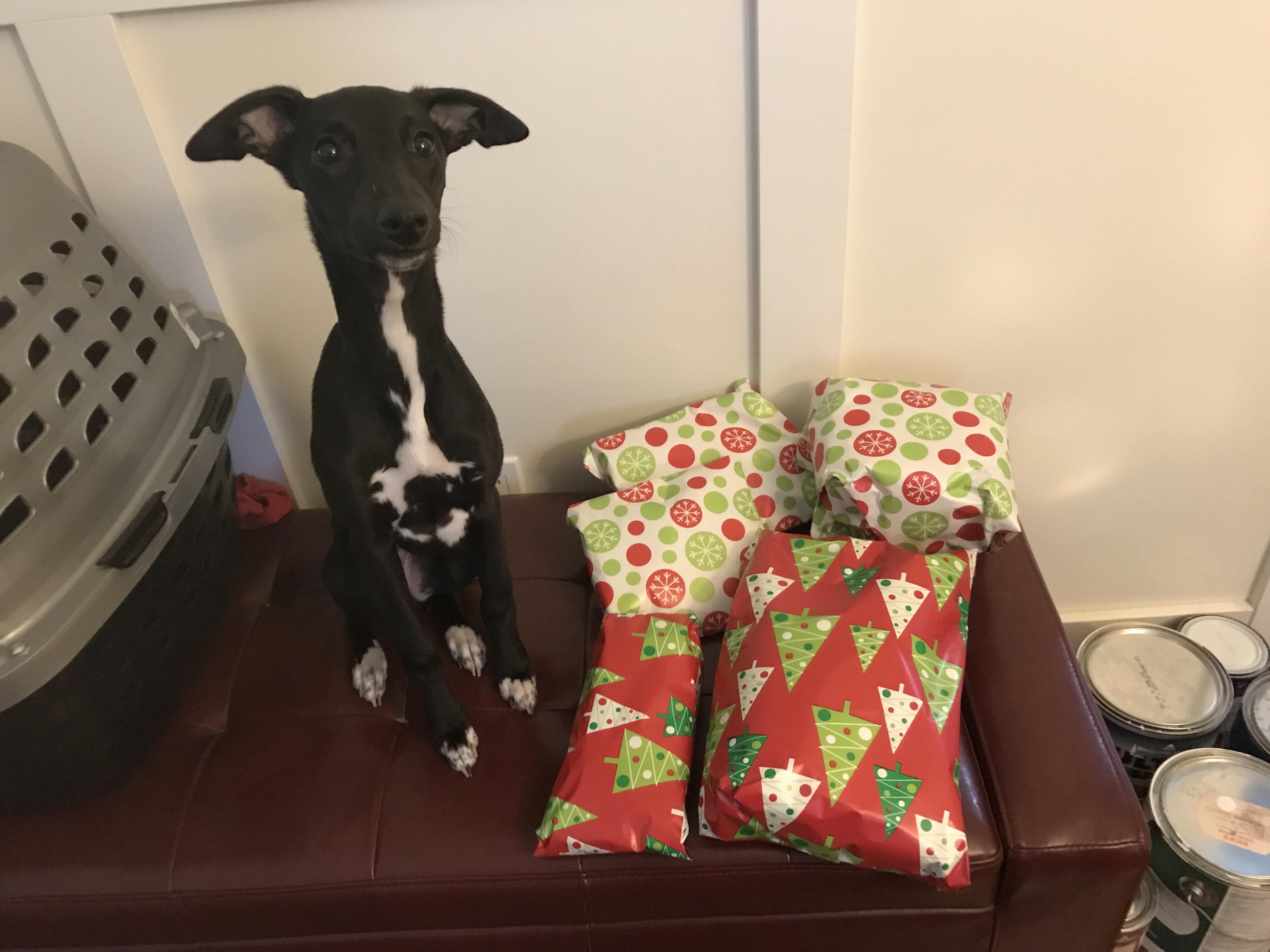 PuppyApproved Packages Shipping to Texas Presently r/secretsanta