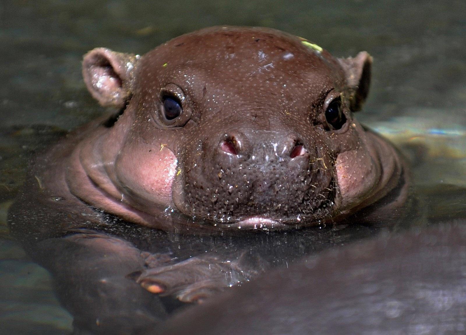 Dis baby hippo with some chubs. r/aww