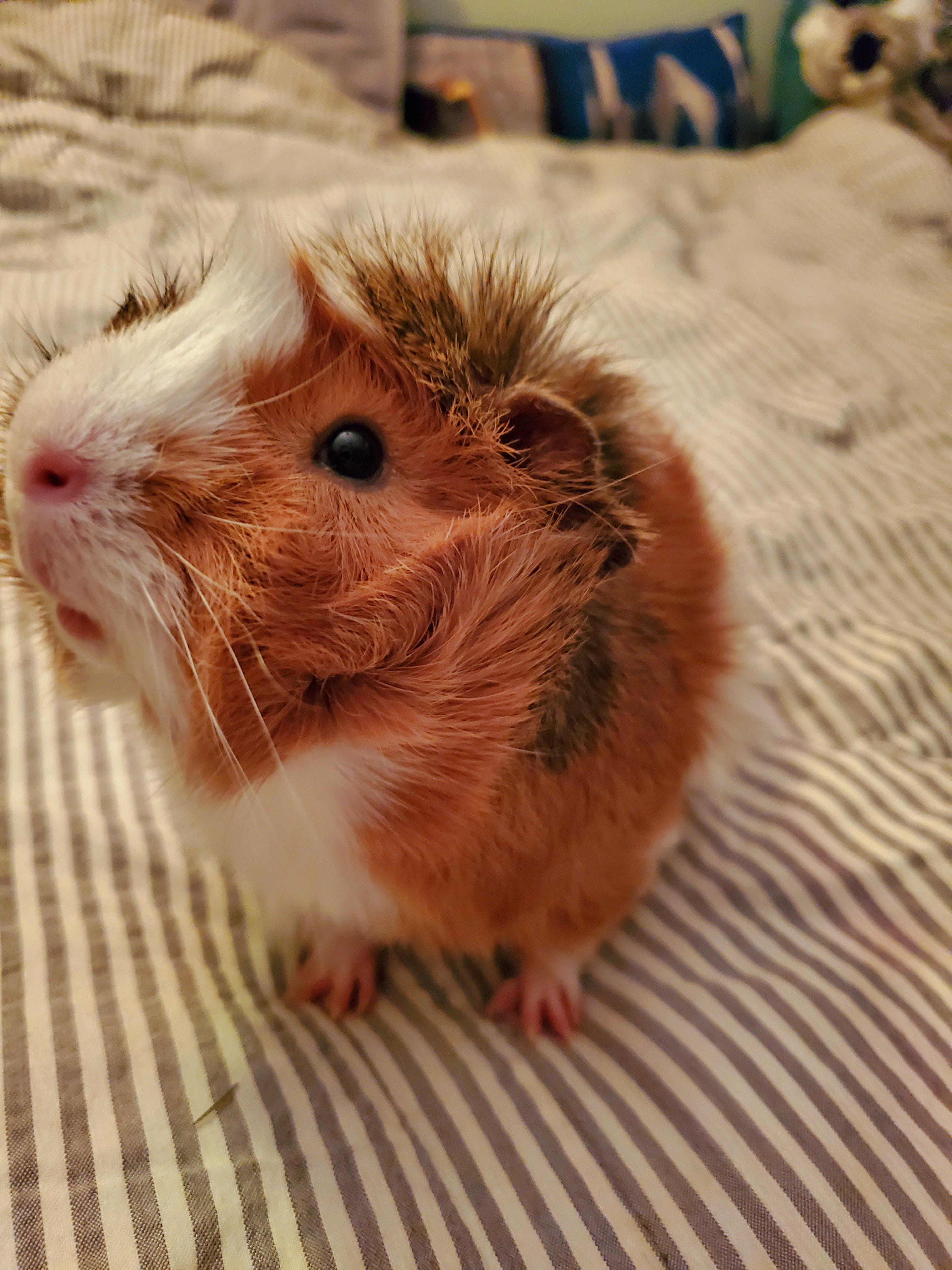 Super cute Guinea pig r/aww