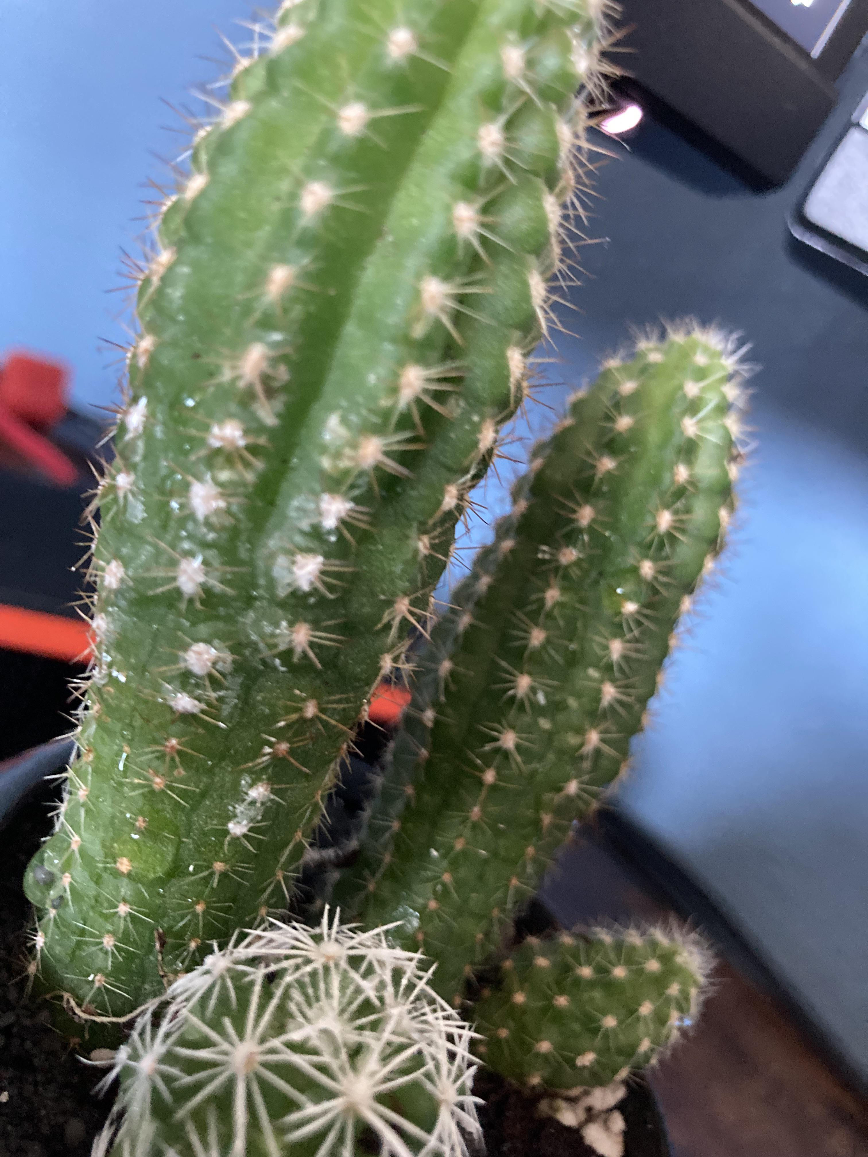 What’s This White Chalky Stuff On My Cactus? r/takecareofmyplant