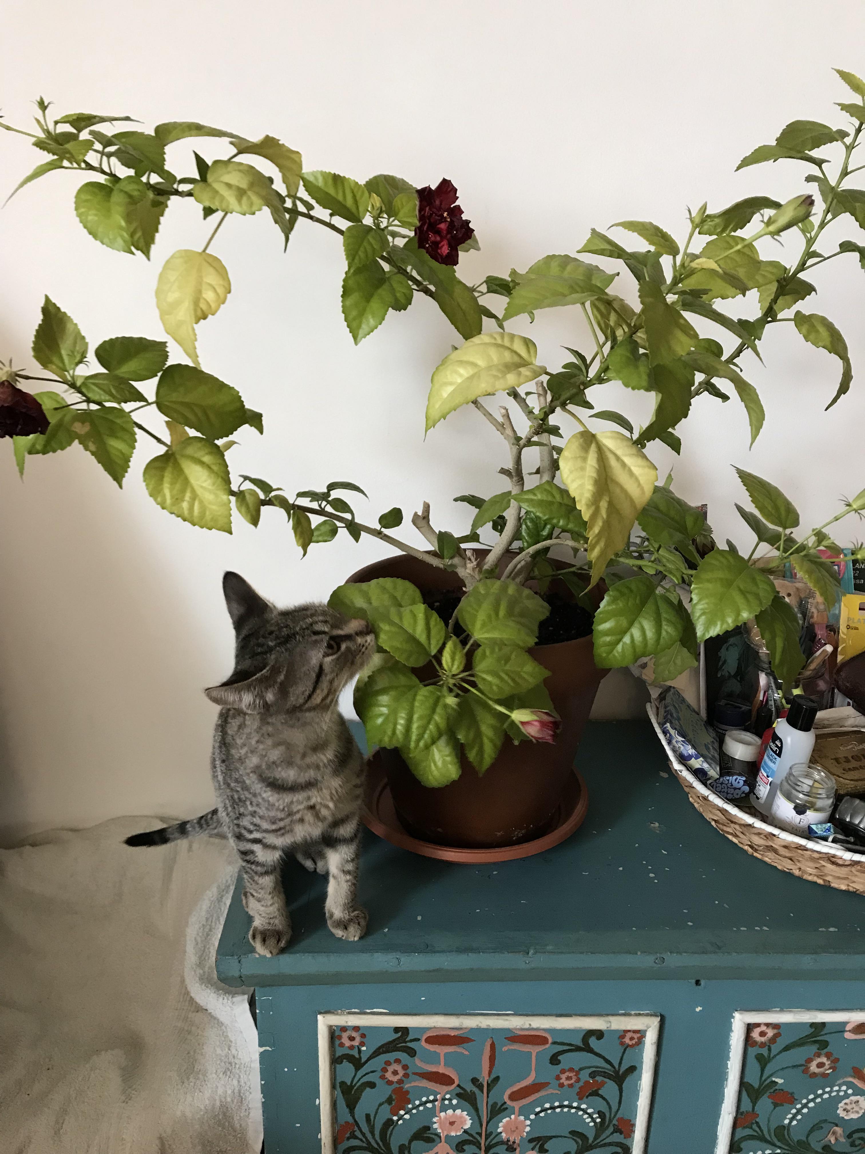 Is hibiscus safe for cats? r/cats