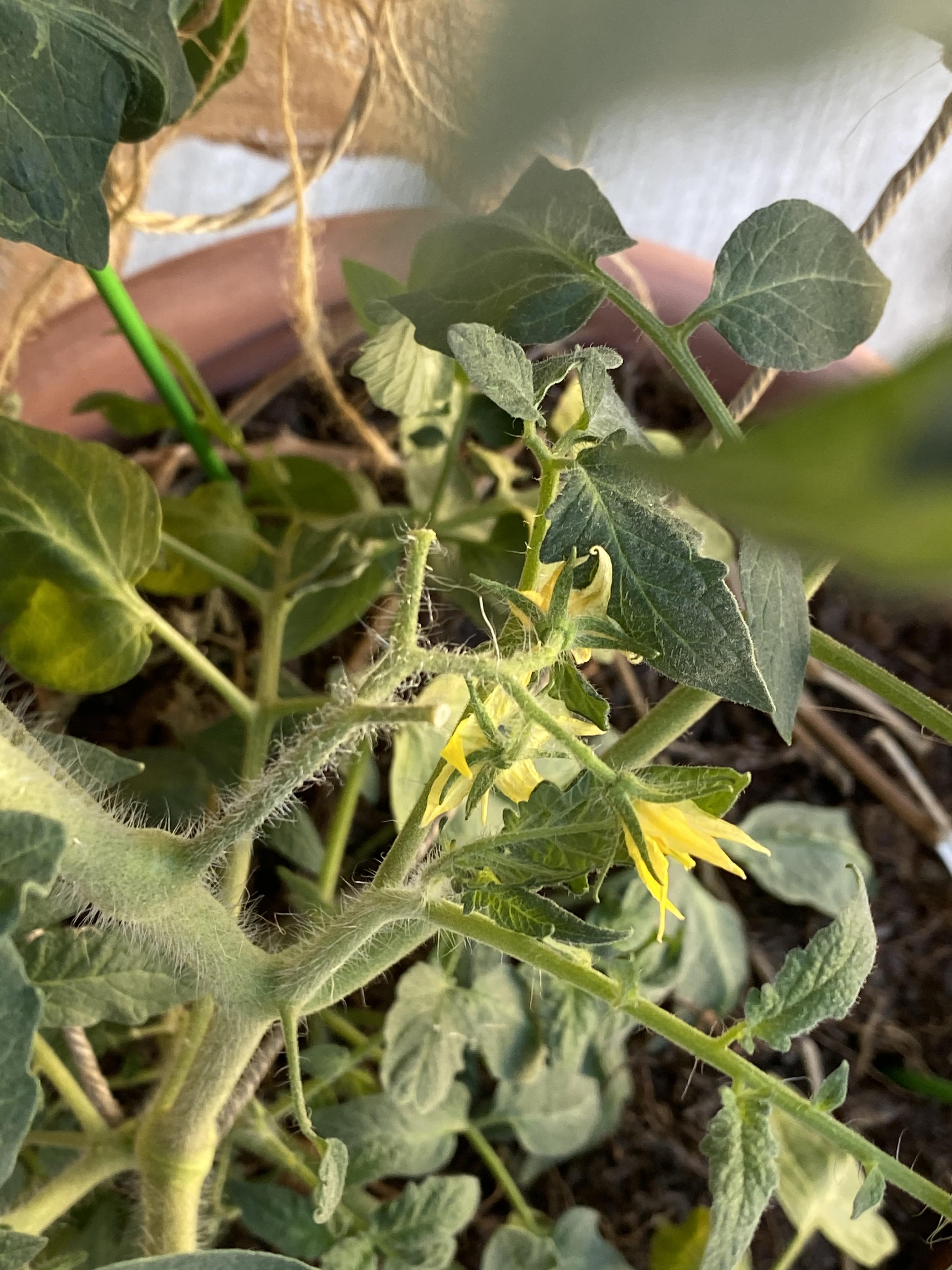 Can anyone identify this kind of damage to my tomato plant? Zone 9b, I