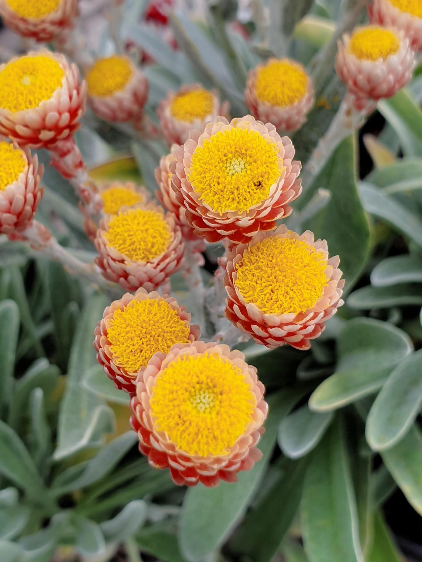Helichrysum Red Jewel r/flowers