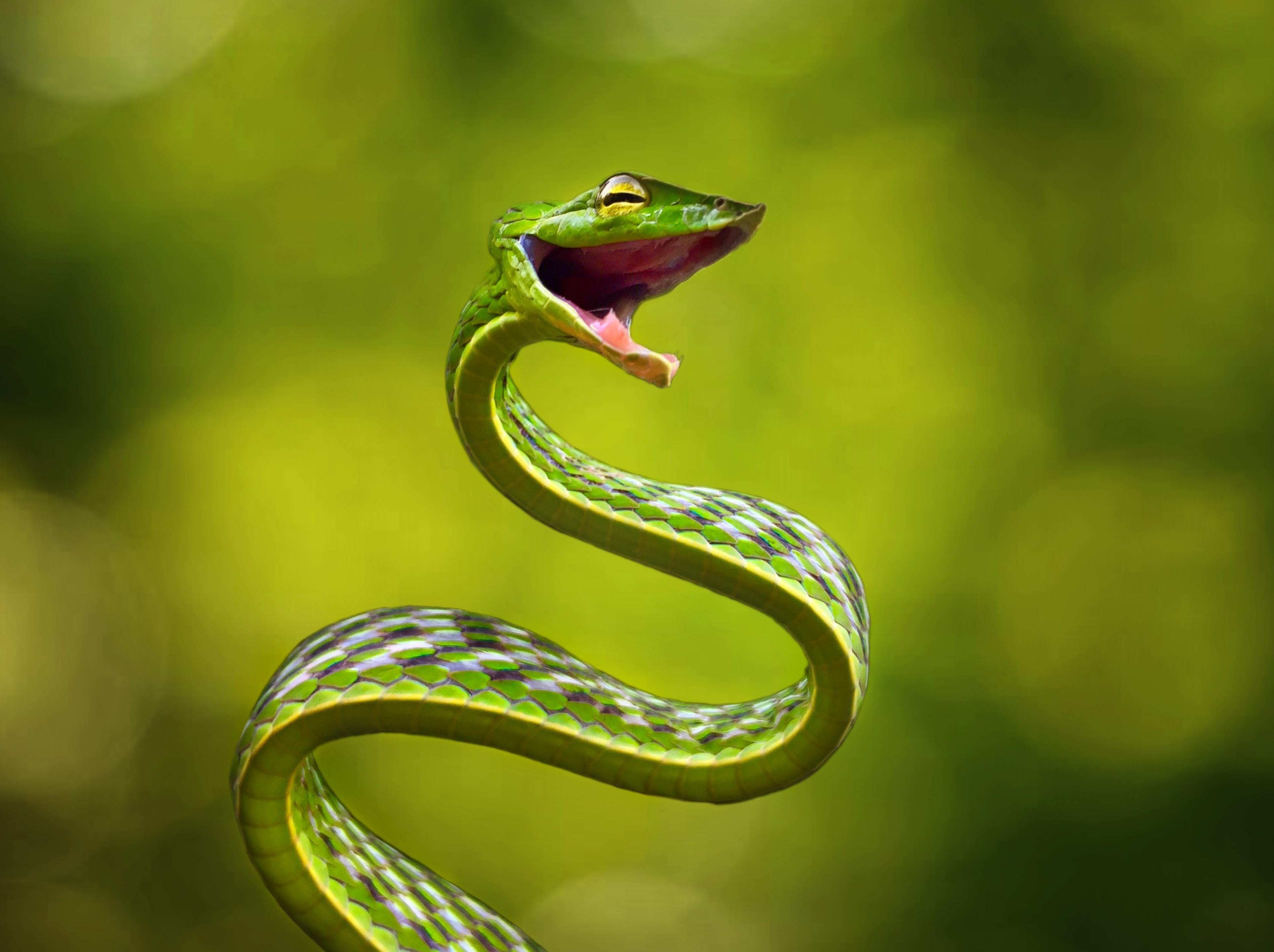 Green vine snake from western ghats snakes